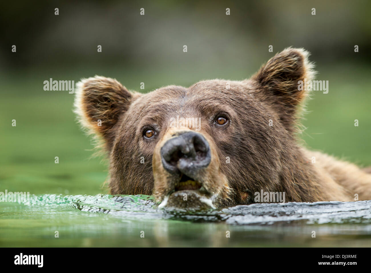USA Alaska Katmai National Park Coastal Brown Bear With Scarred Nose 