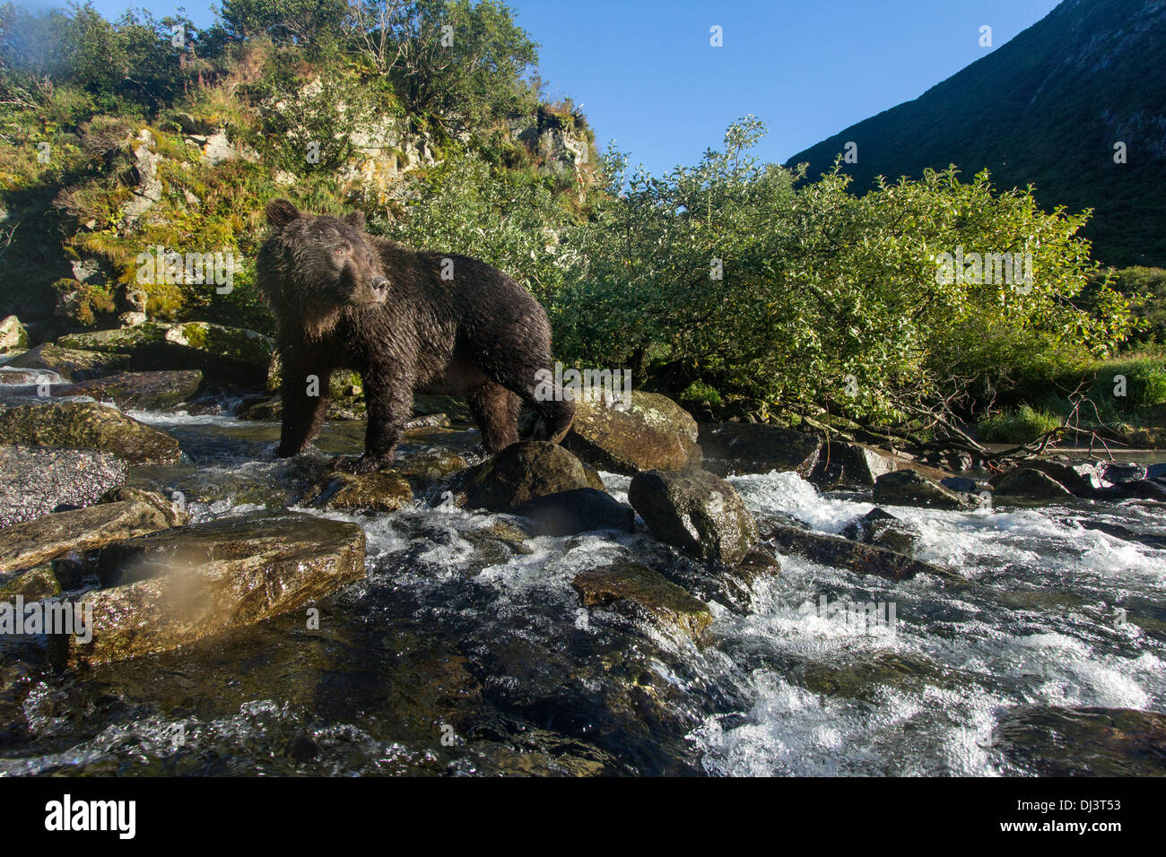 usa-alaska-katmai-national-park-coastal-brown-bear-ursus-arctos