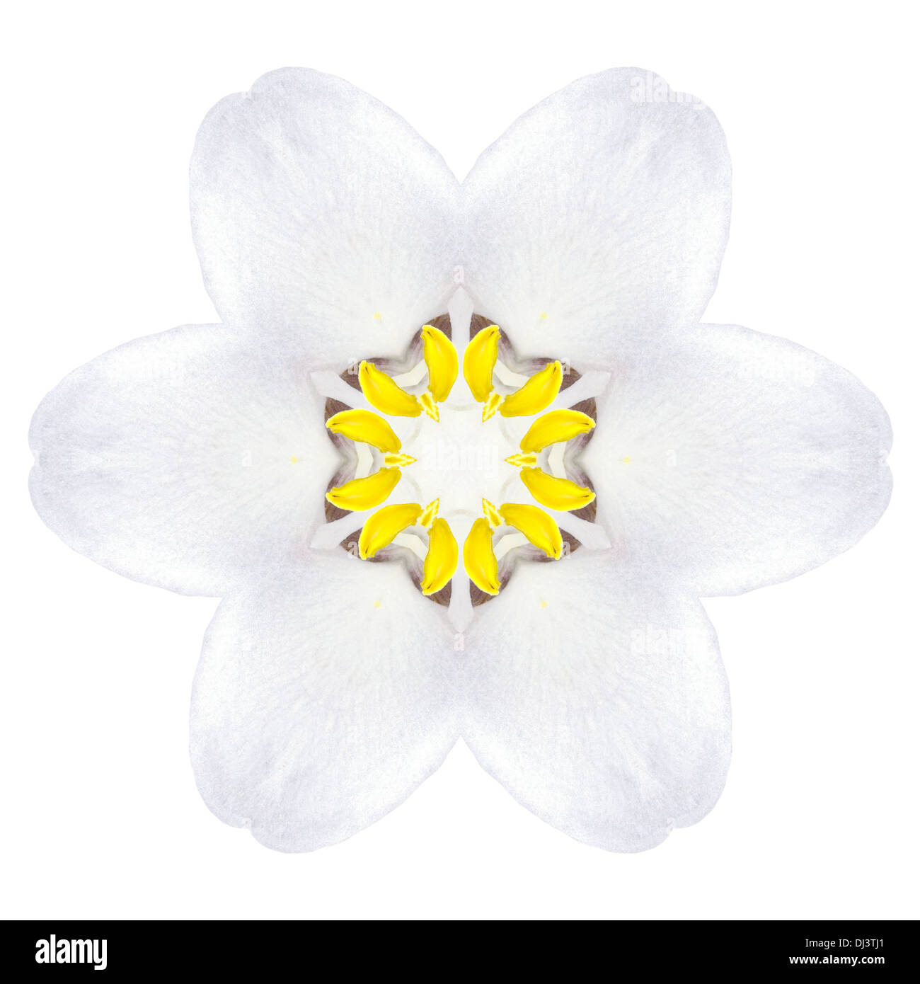 White Concentric Trillum Flower Isolated on Plain Background. Kaleidoscopic Mandala Design Stock Photo