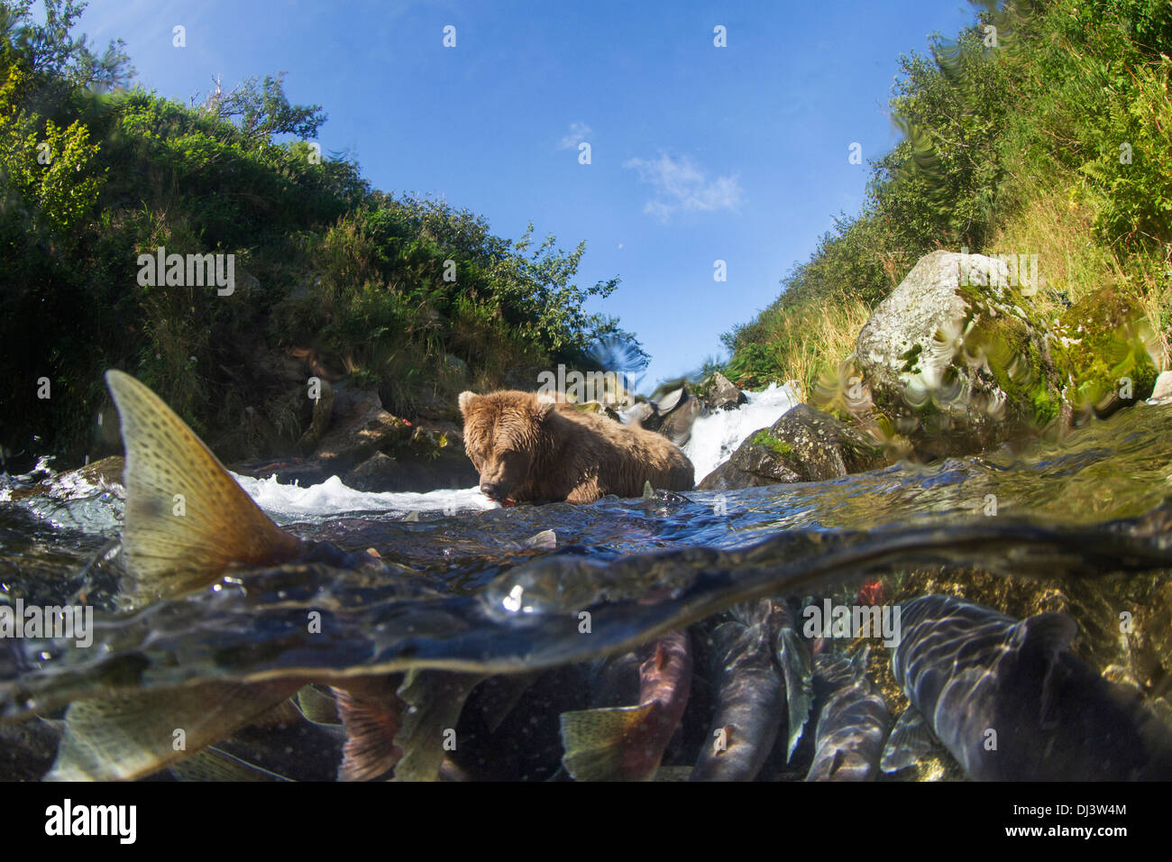 USA, Alaska, Katmai National Park, Over Under view of Coastal Brown Bear (Ursus arctos) feeding on Red Salmon Stock Photo