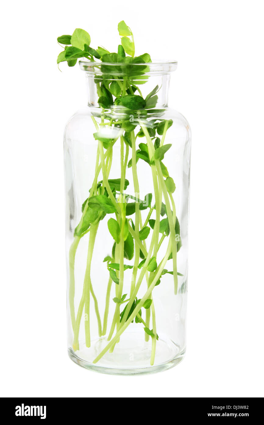 Snow Pea Sprouts in Glass Bottle Stock Photo Alamy