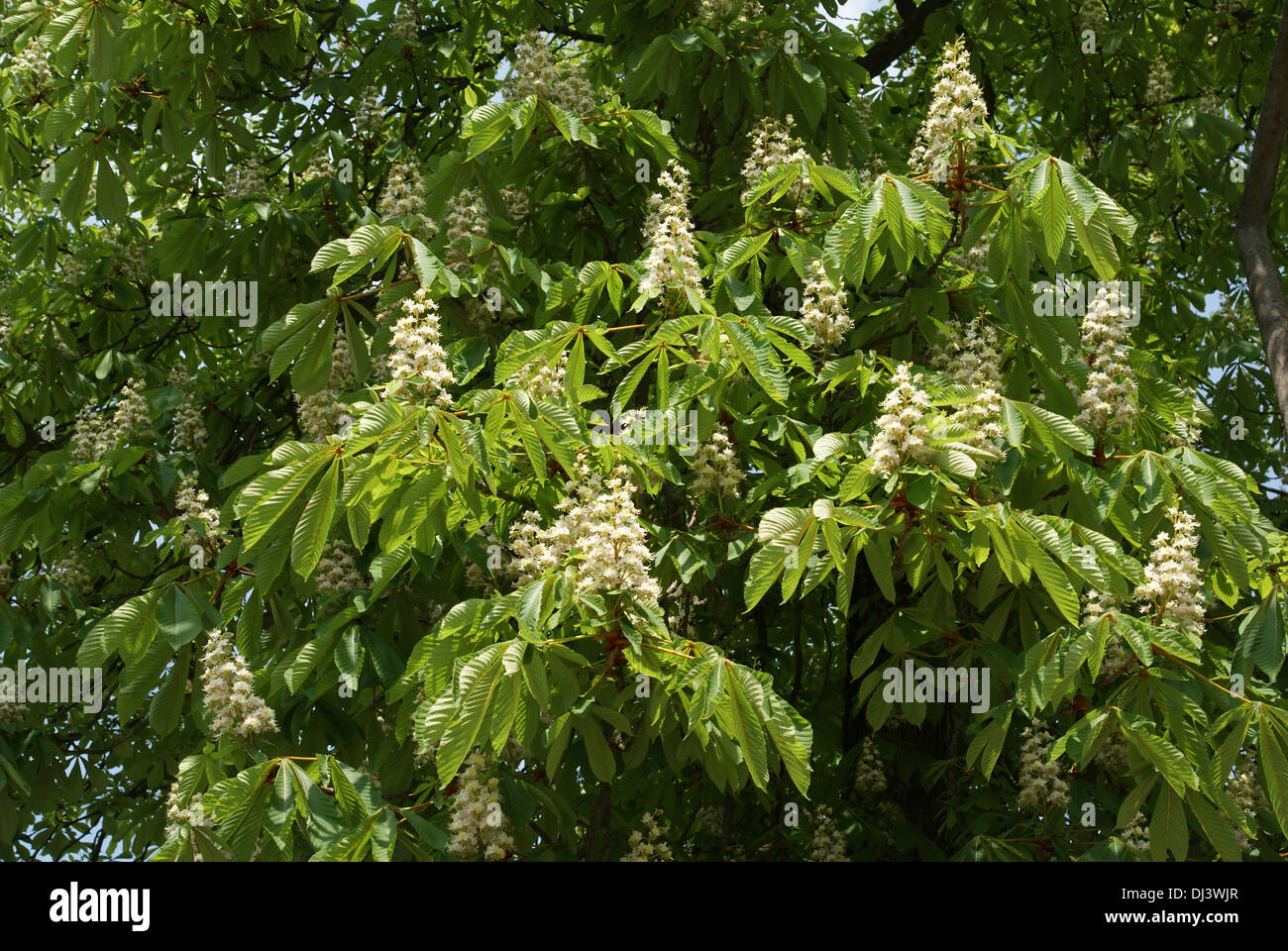 Horse chestnut Stock Photo