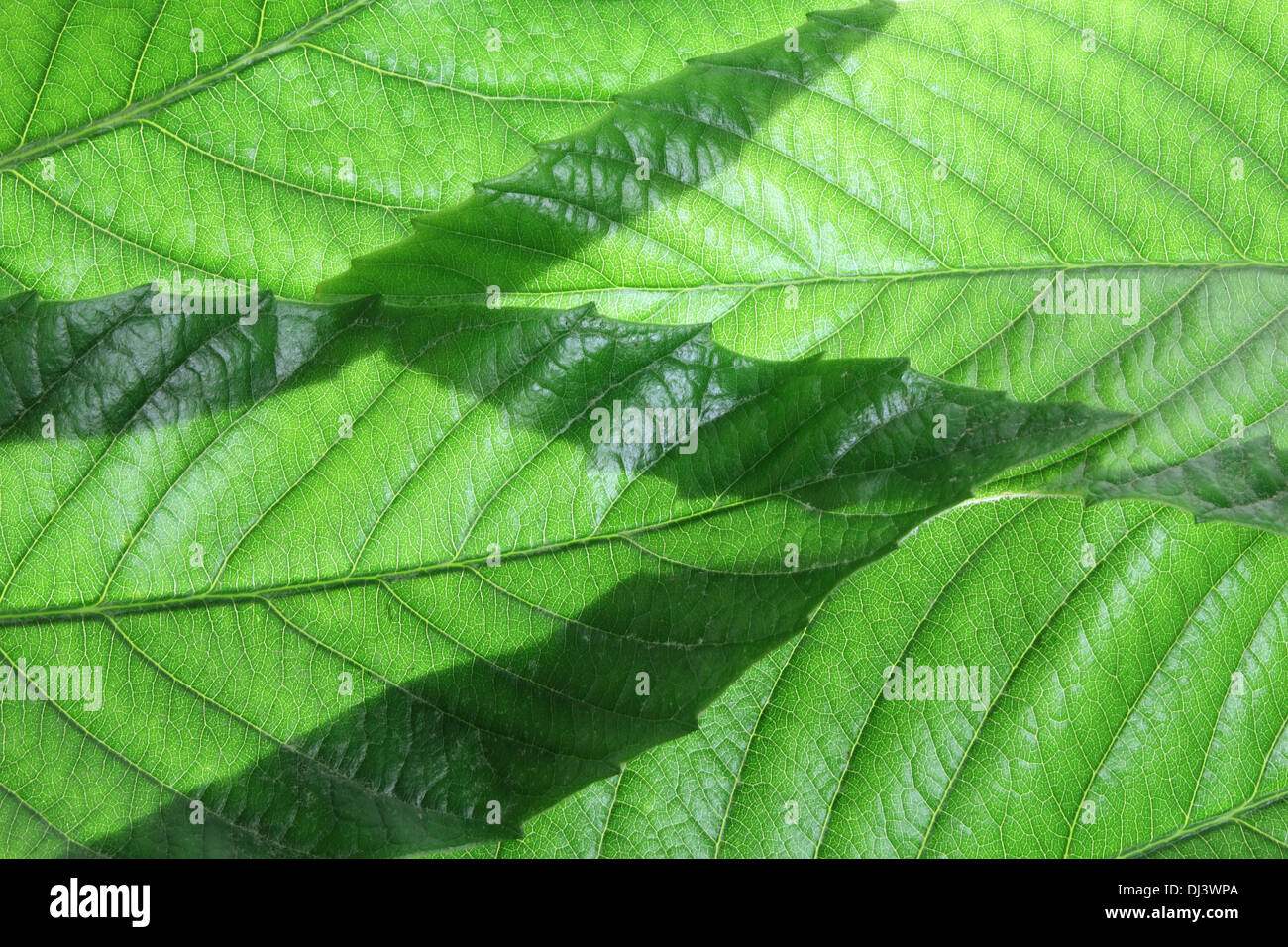 Ash Tree Leaves Stock Photo Alamy