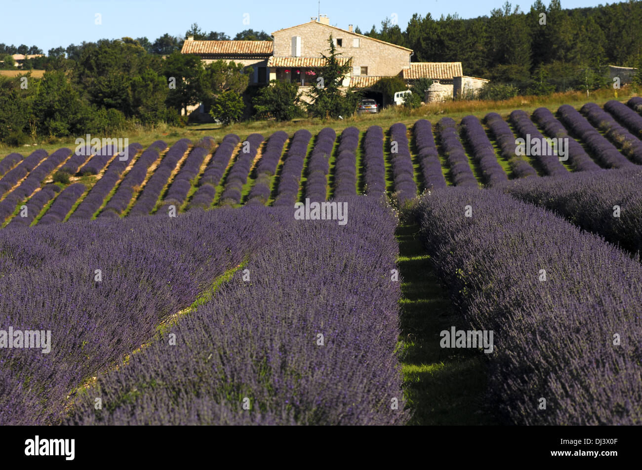 Lavender field in France Stock Photo