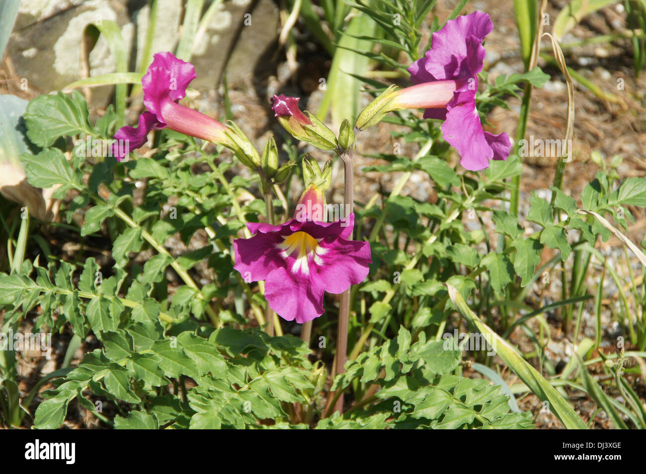 Tompet Flower Stock Photo