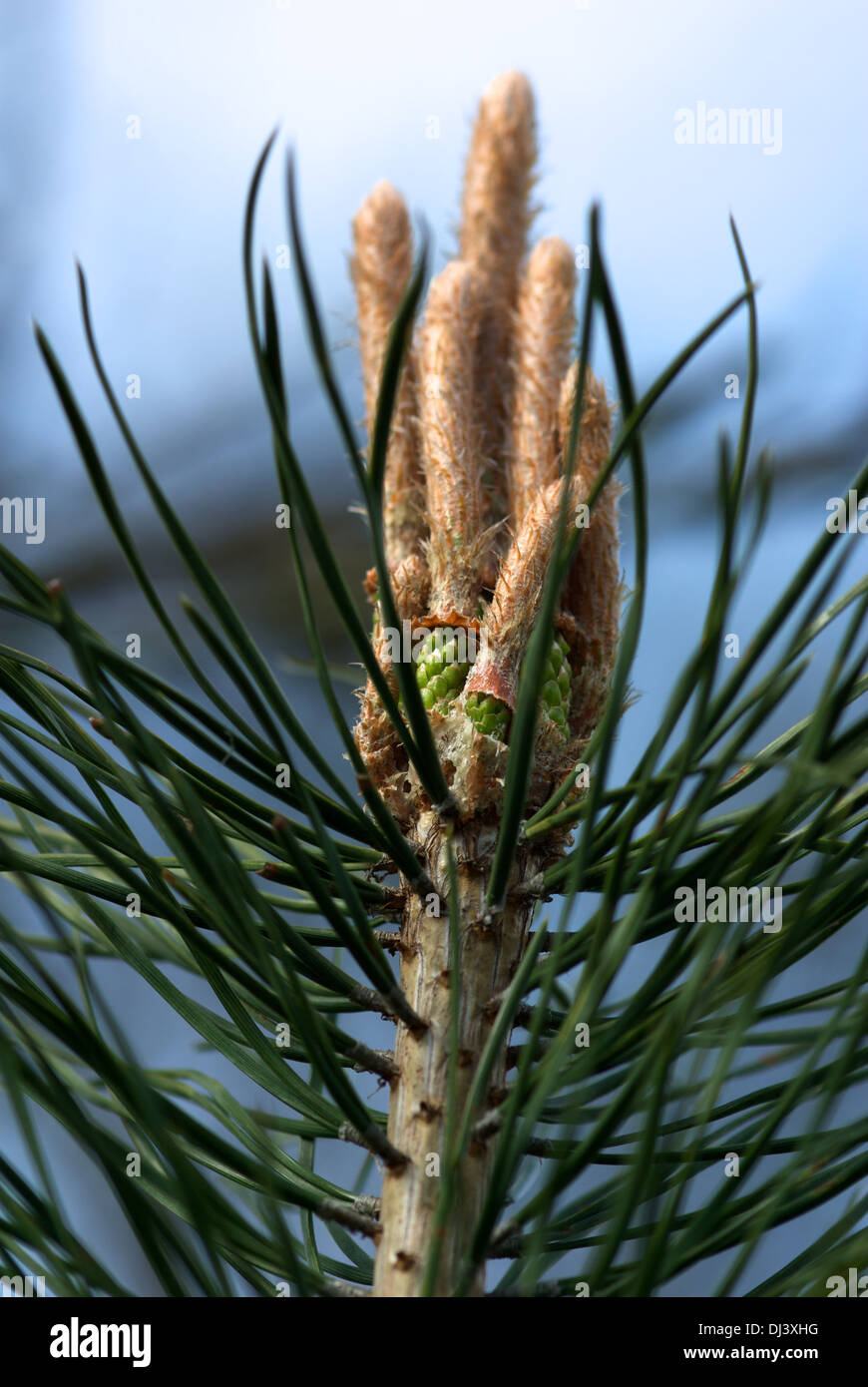 Nordische Kiefer High Resolution Stock Photography and Images - Alamy