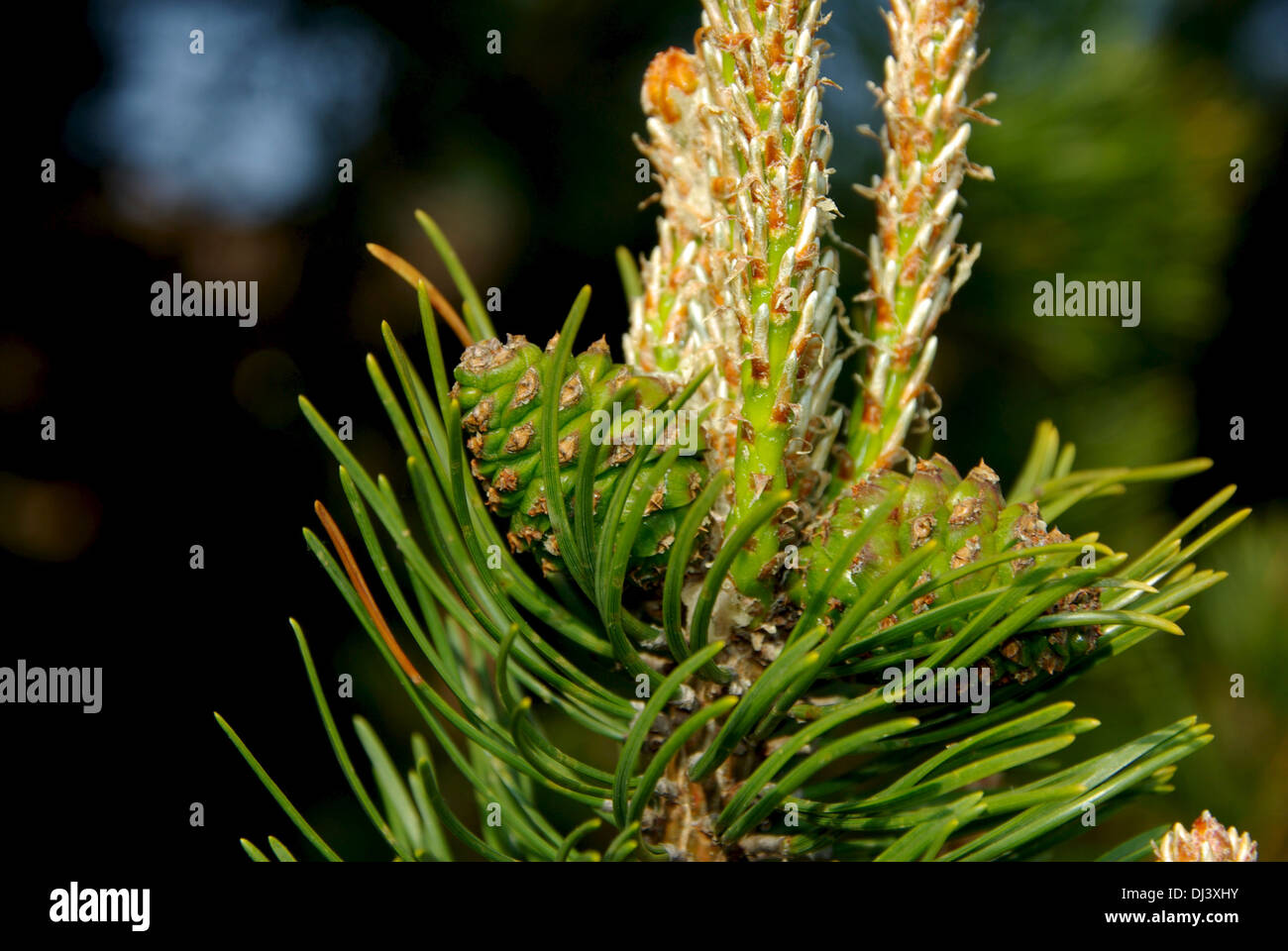 Nordic pine Stock Photo