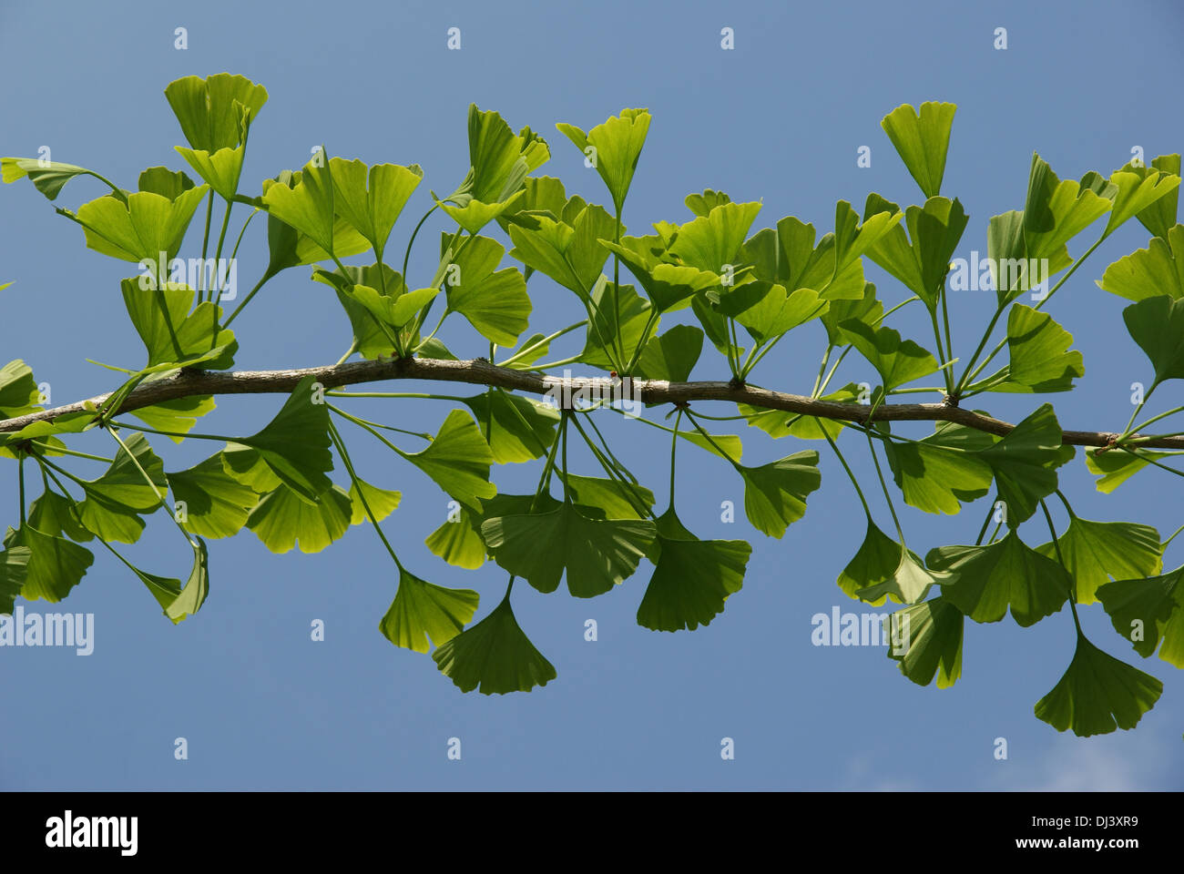 Ginkgo biloba baum bäume hi-res stock photography and images - Alamy