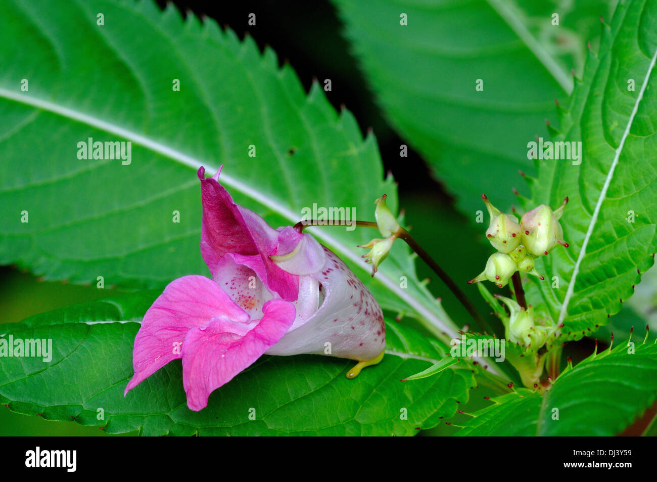 Indian Balsam - blossom Stock Photo
