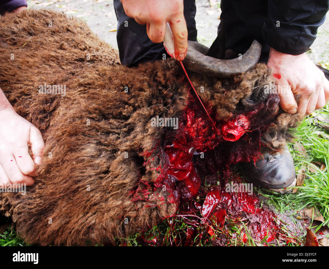 man slaughters a ram to celebrate Eid Al-Adha Stock Photo