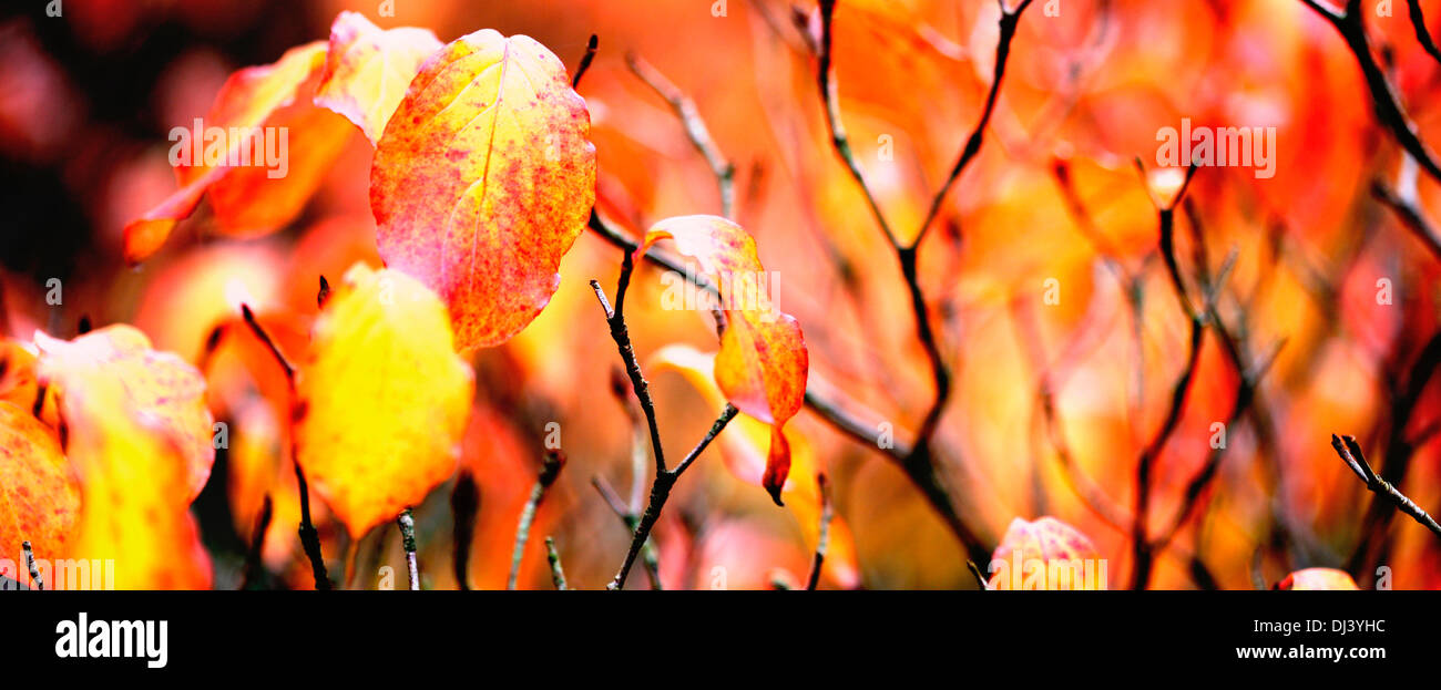 beautiful autumn leaves cornus kousa bush  Jane Ann Butler Photography  JABP941 Stock Photo