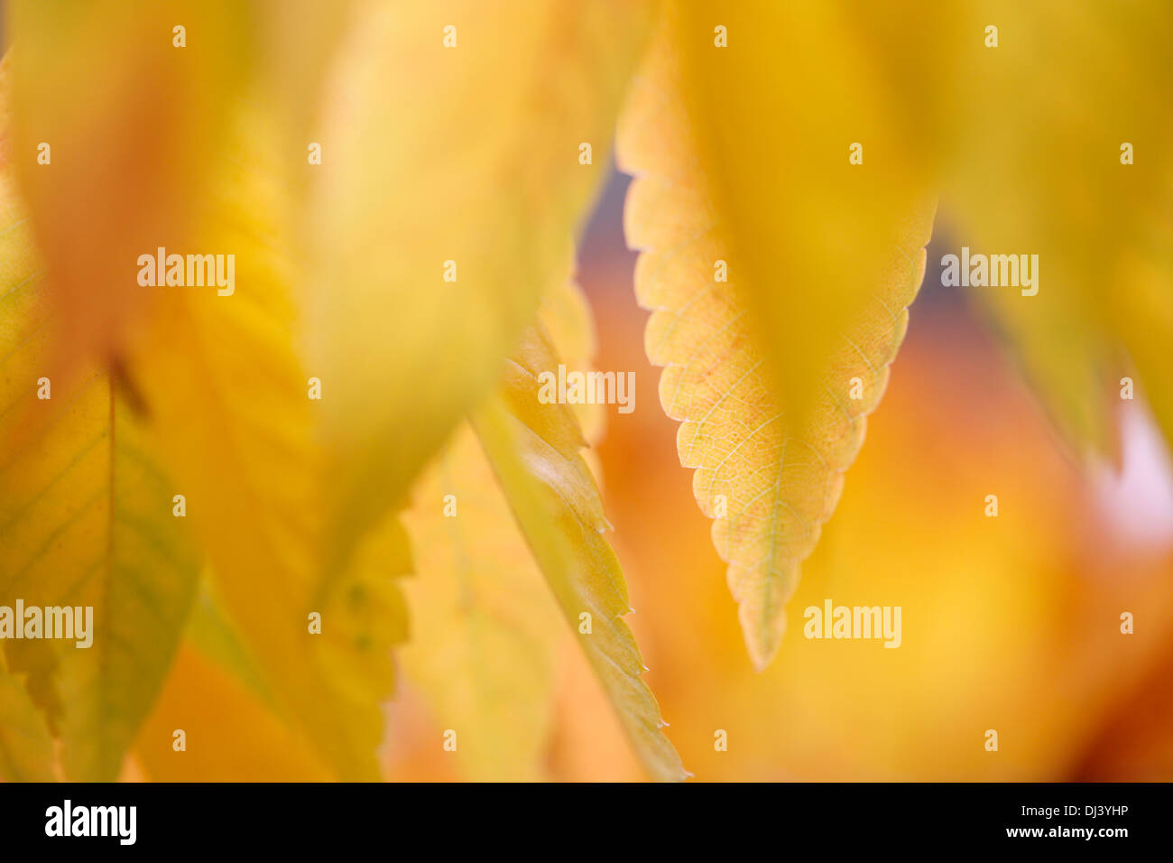 beautiful autumn hues of the zelkova serrata keyaki leaves  Jane-Ann Butler Photography  JABP961 Stock Photo