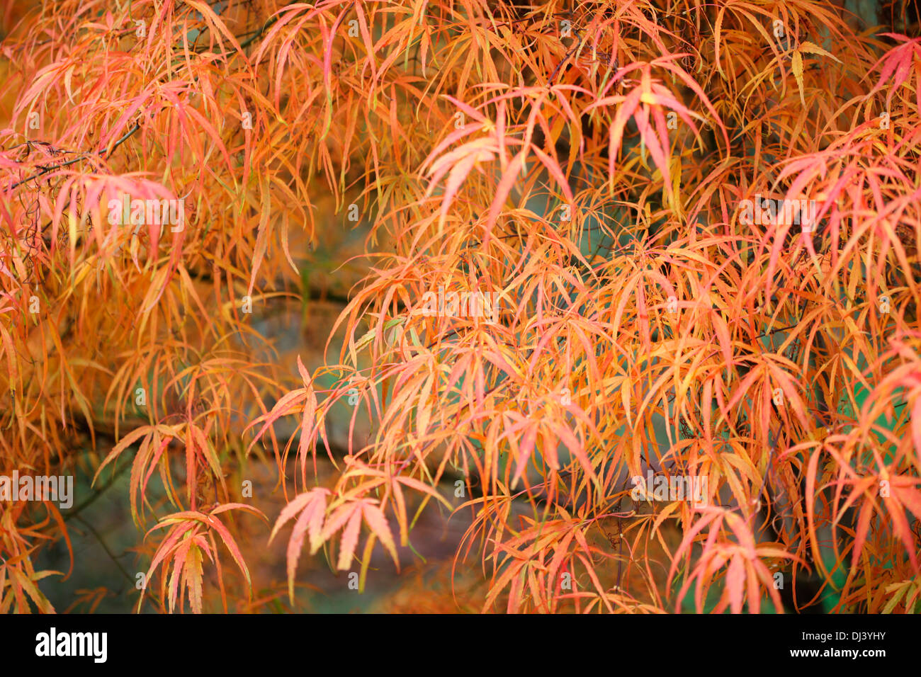 colourful koto no ito, japanese maple tree in the fall  Jane Ann Butler Photography  JABP933 Stock Photo