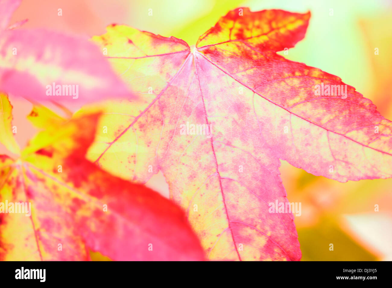 maple leaves, bright and bold autumn colours Jane Ann Butler Photography JABP915 Stock Photo