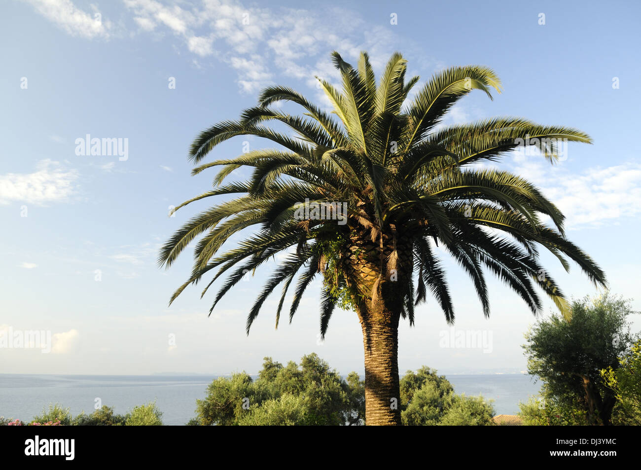 Palme am Mittelmeer Stock Photo