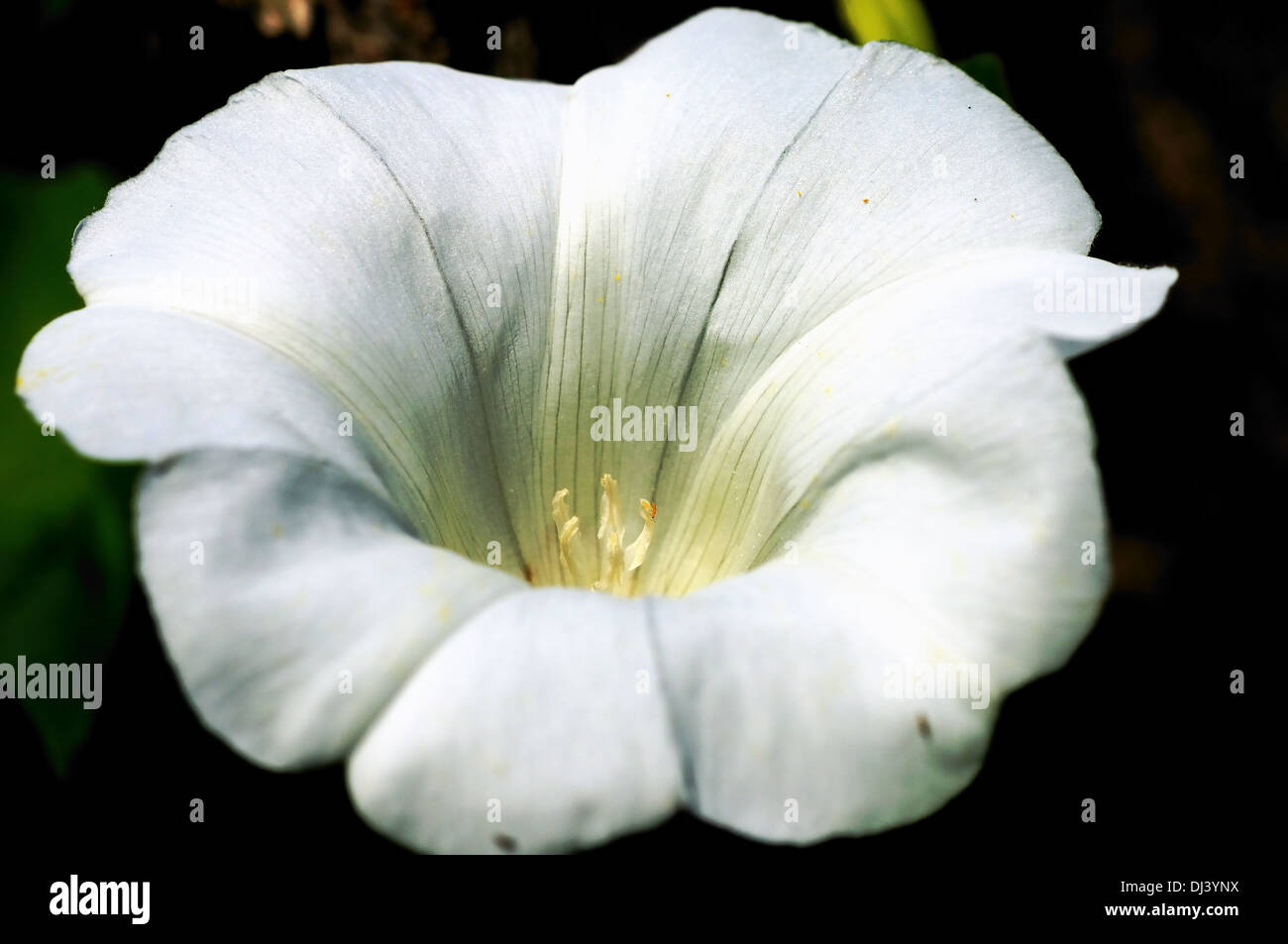 Bindweed Stock Photo