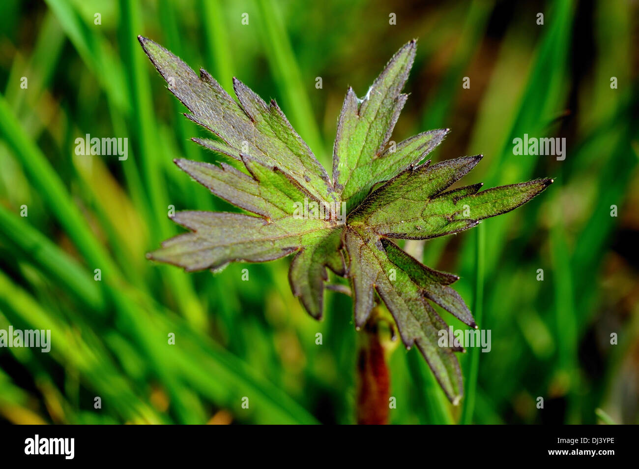 mugwort leaf Stock Photo