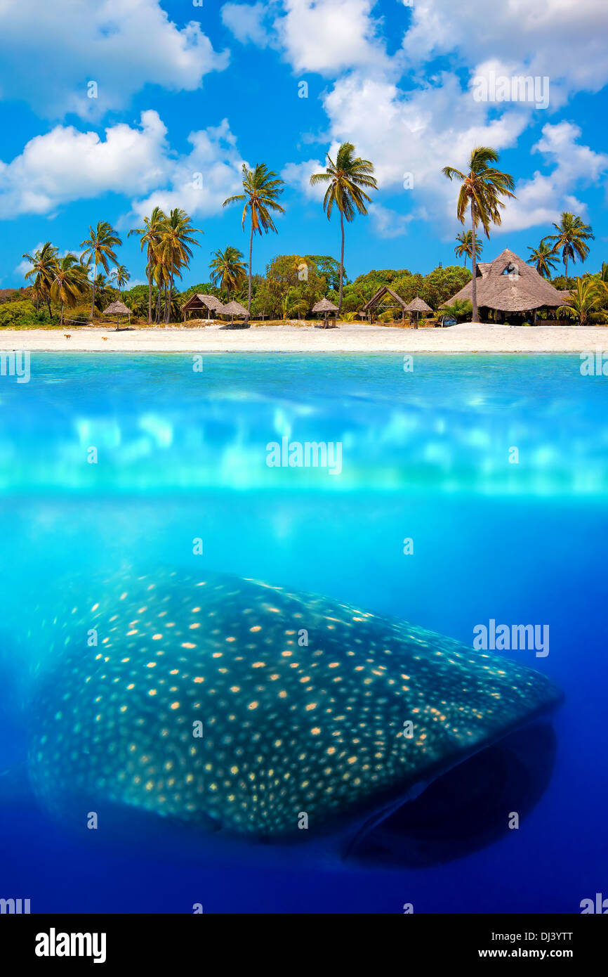 Whale shark below Stock Photo - Alamy