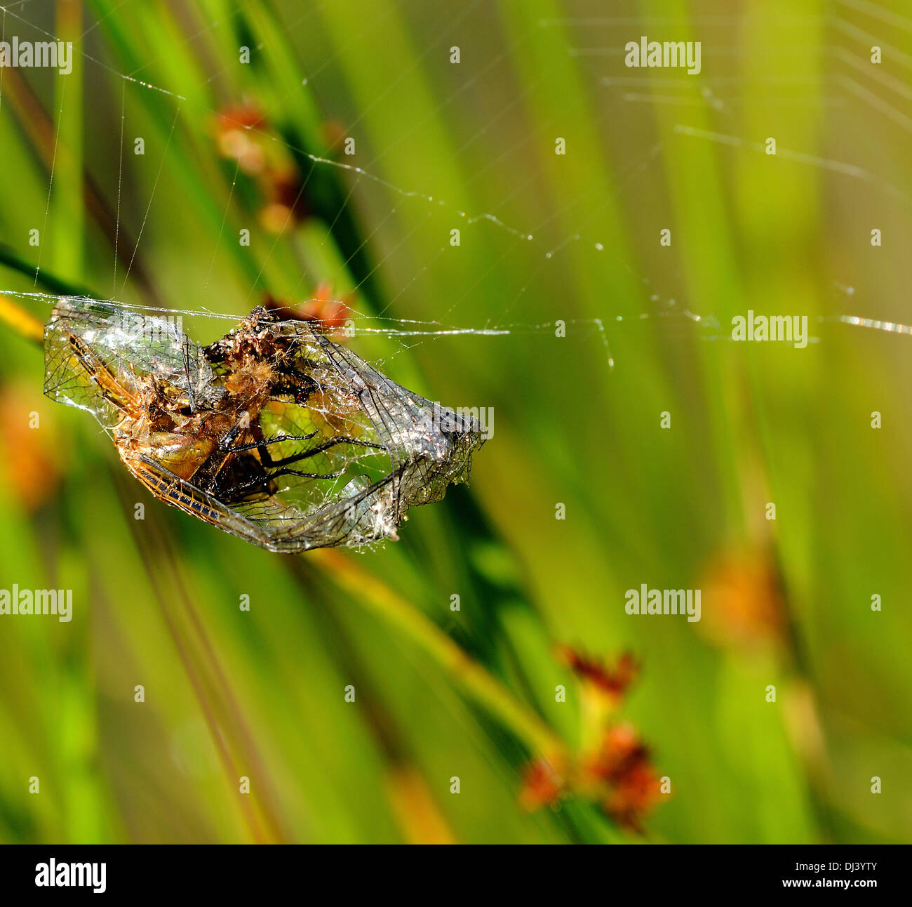 Wrapped insect hi-res stock photography and images - Alamy