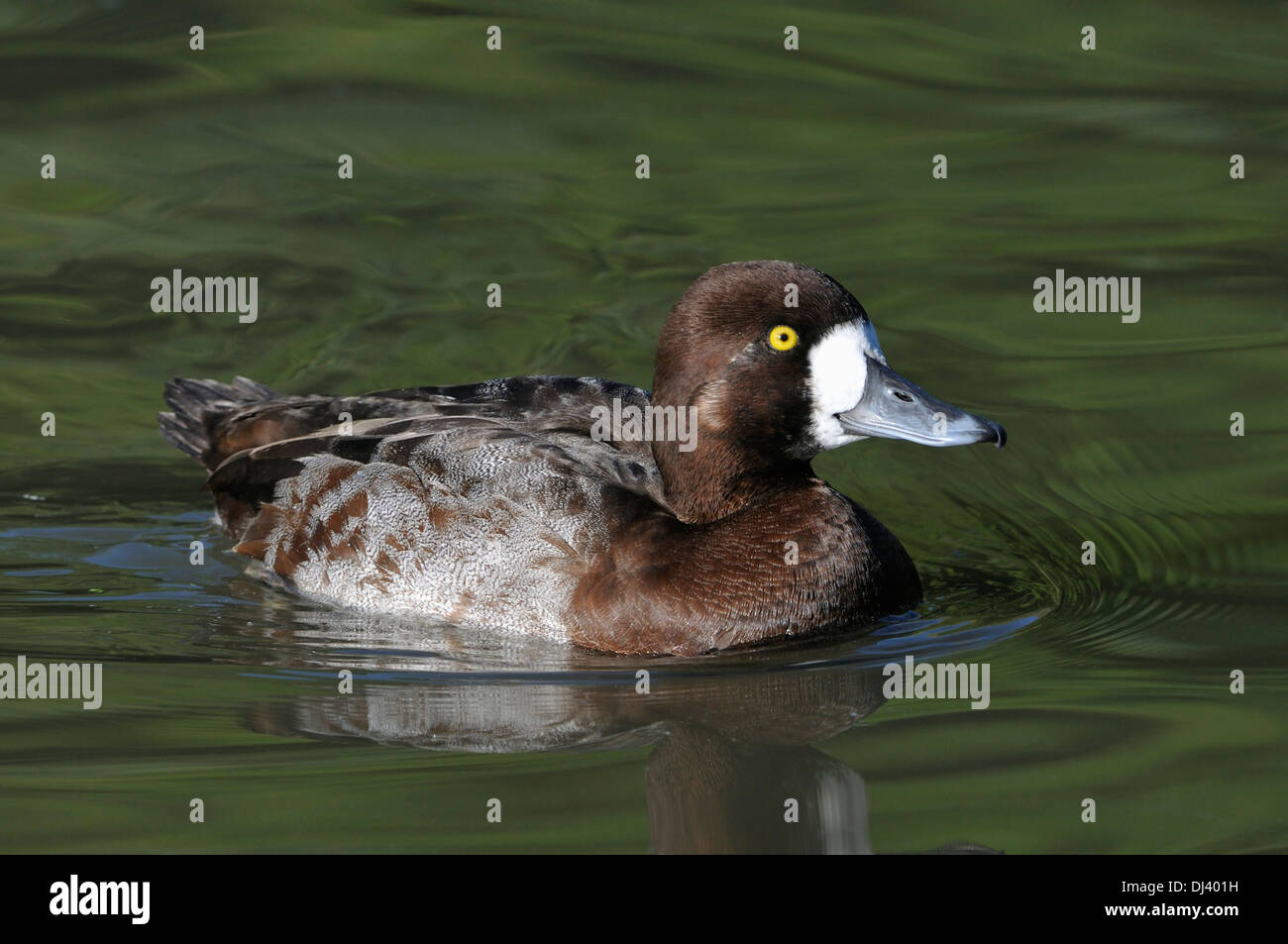 Lesser Scaup - Aythya affinis Female duck on water Stock Photo