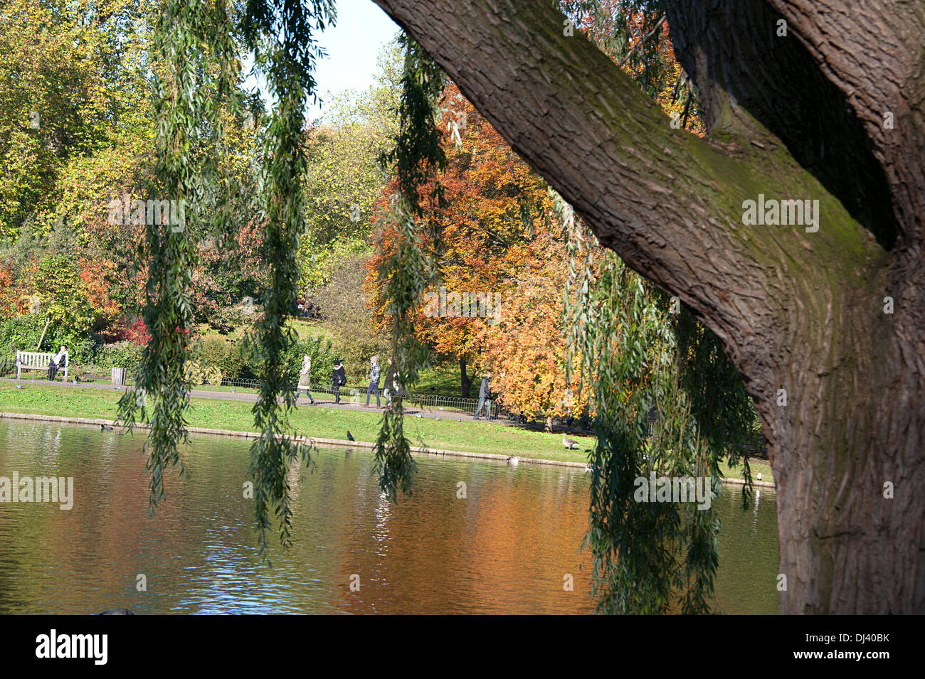 Weeping willow trees in autumn hi-res stock photography and images - Alamy