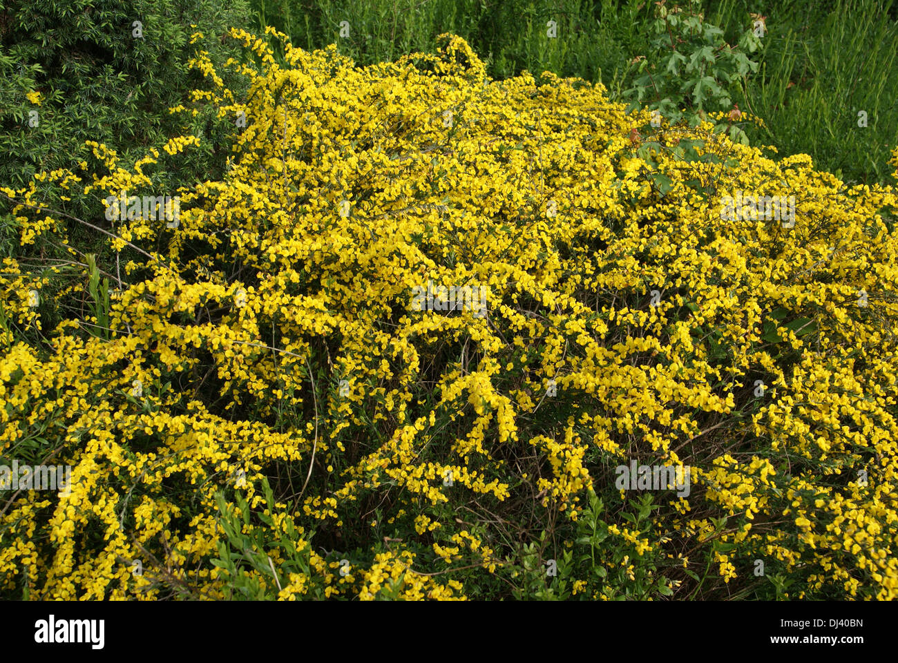 Ginster broom hi-res stock photography and images - Alamy