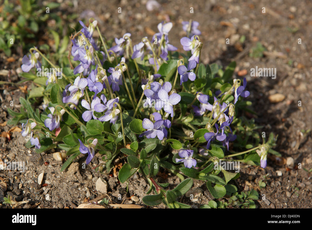 Viola rupestris, Felsenveilchen, violet Stock Photo