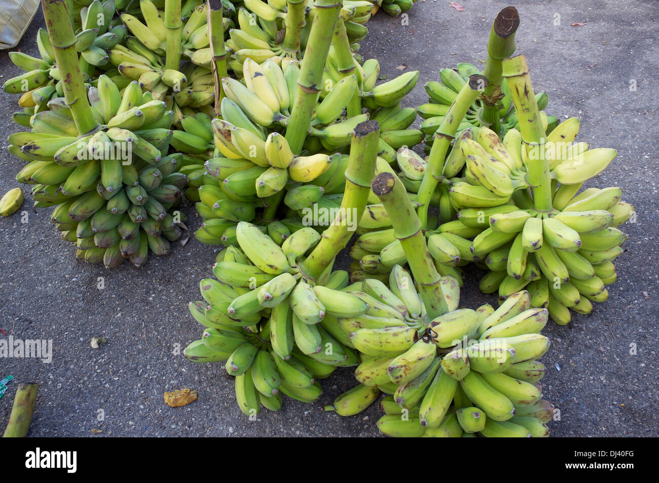 bananas, farmer's market, Gibara, Cuba Stock Photo