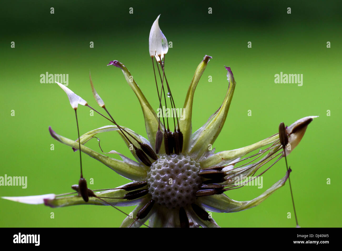 after the rain Stock Photo - Alamy