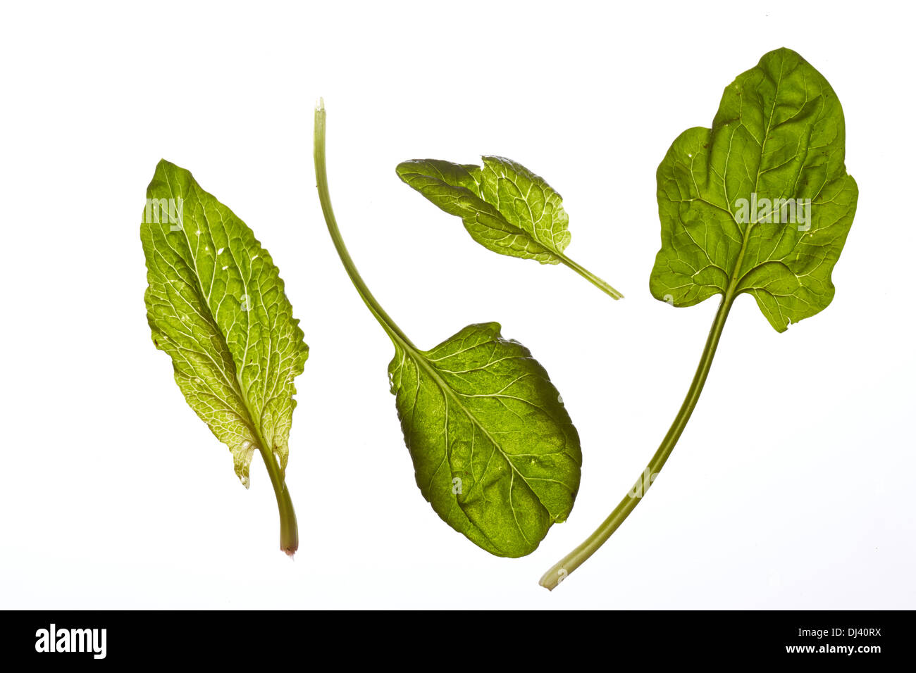 Fresh raw spinach leaves isolated on white Stock Photo - Alamy