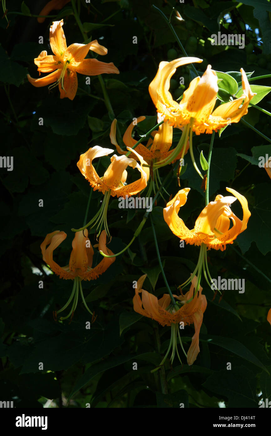 Lilium henry, Tigerlilie, tiger lily Stock Photo