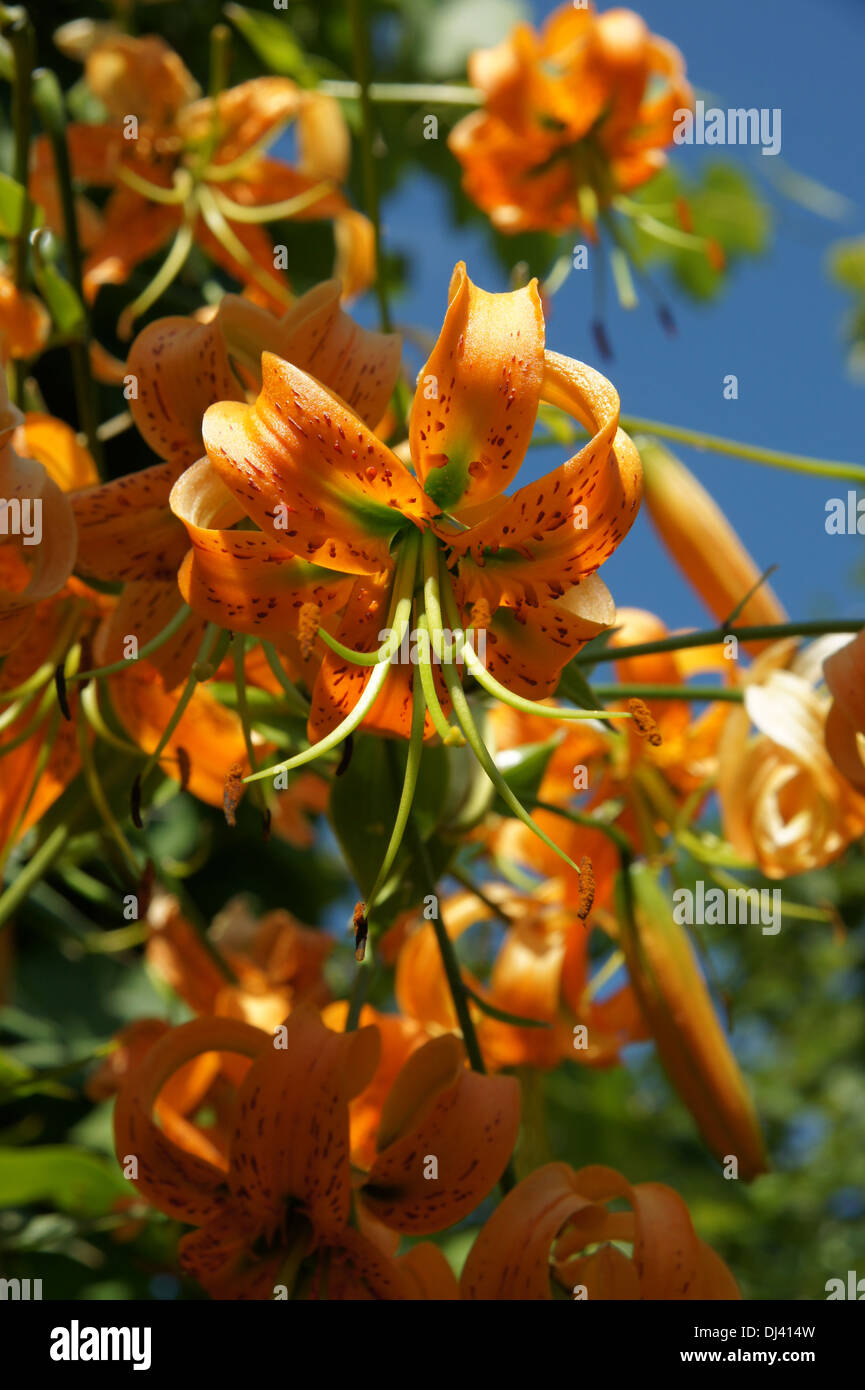 Lilium henry, Tigerlilie, tiger lily Stock Photo