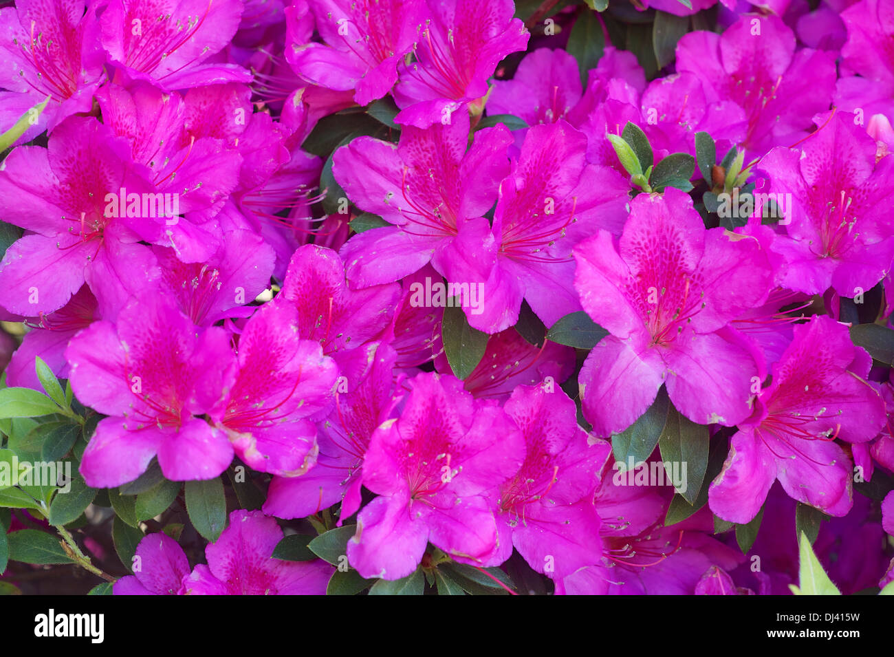 Blooming azaleas Stock Photo