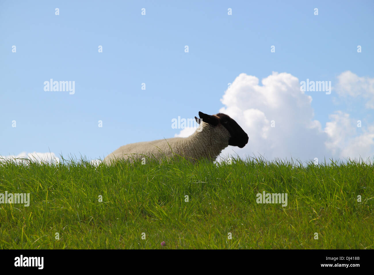 Lonely Sheep Stock Photo