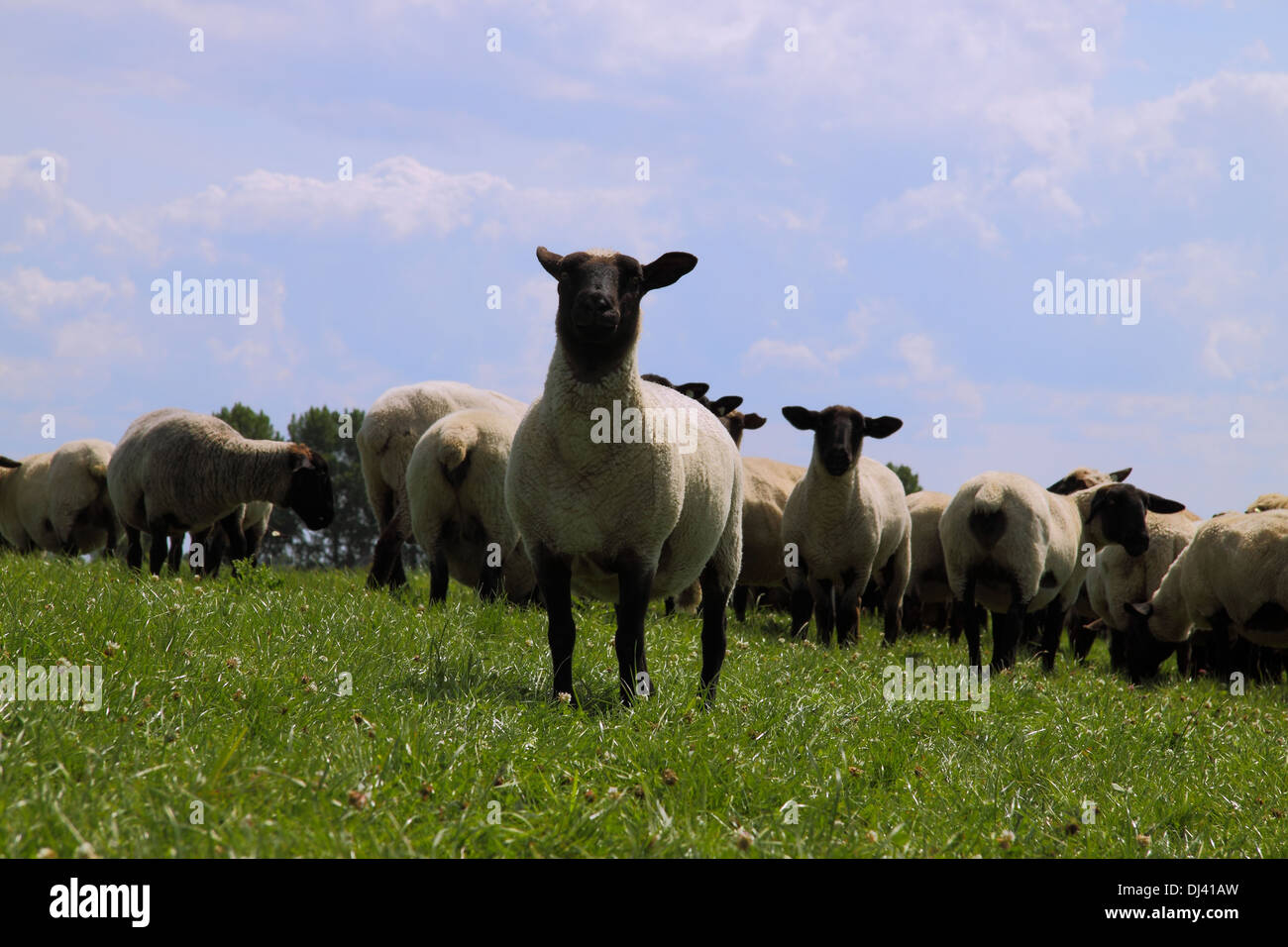 Sheeps are coming Stock Photo