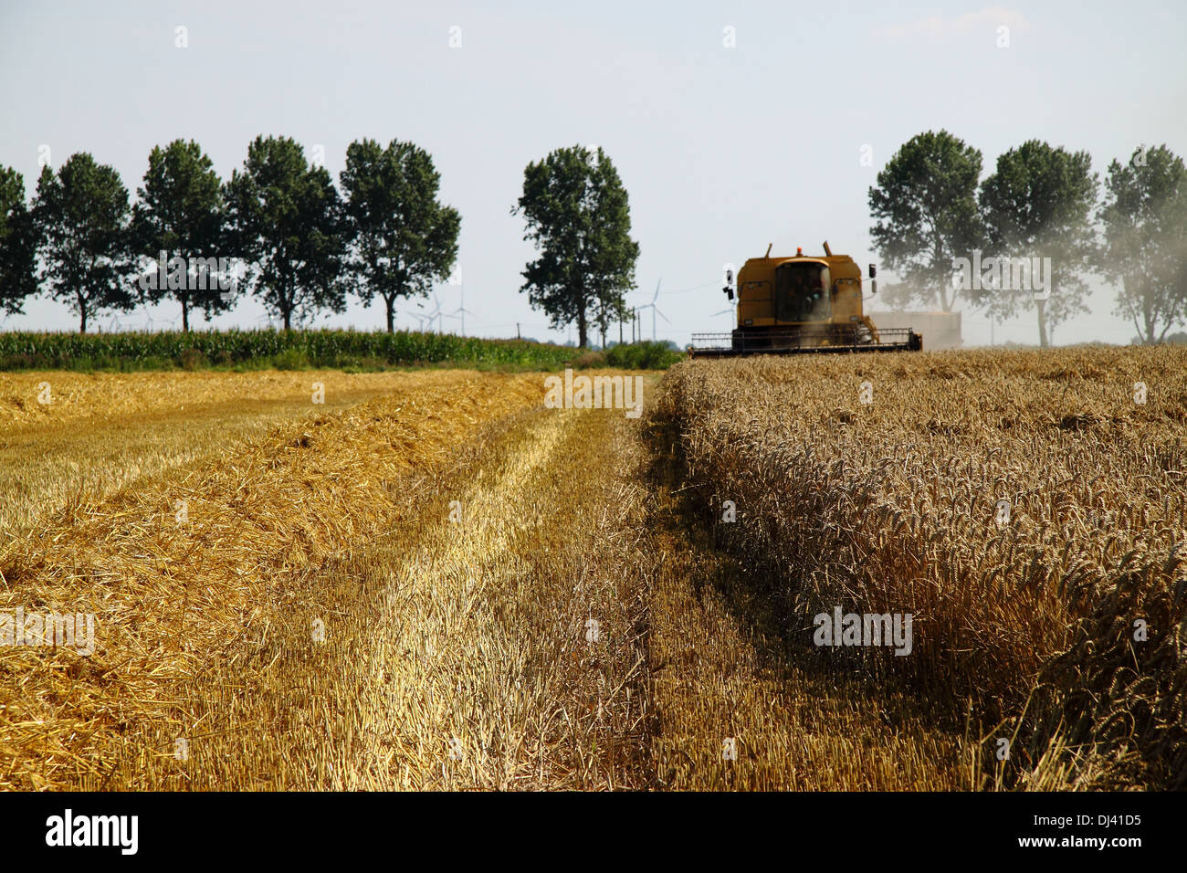Stubble and wheat field Stock Photo