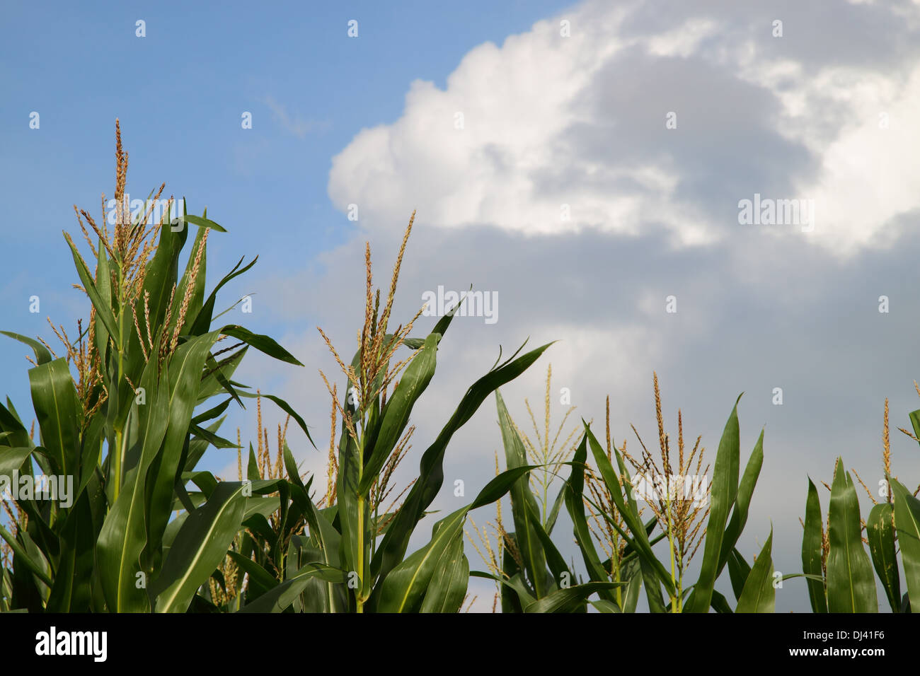 Corn flower Stock Photo Alamy