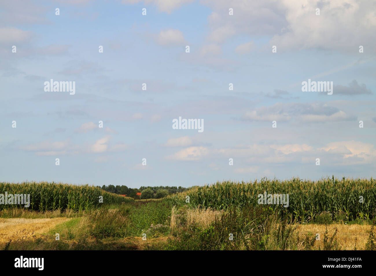 Fields in Ostfriesland Stock Photo