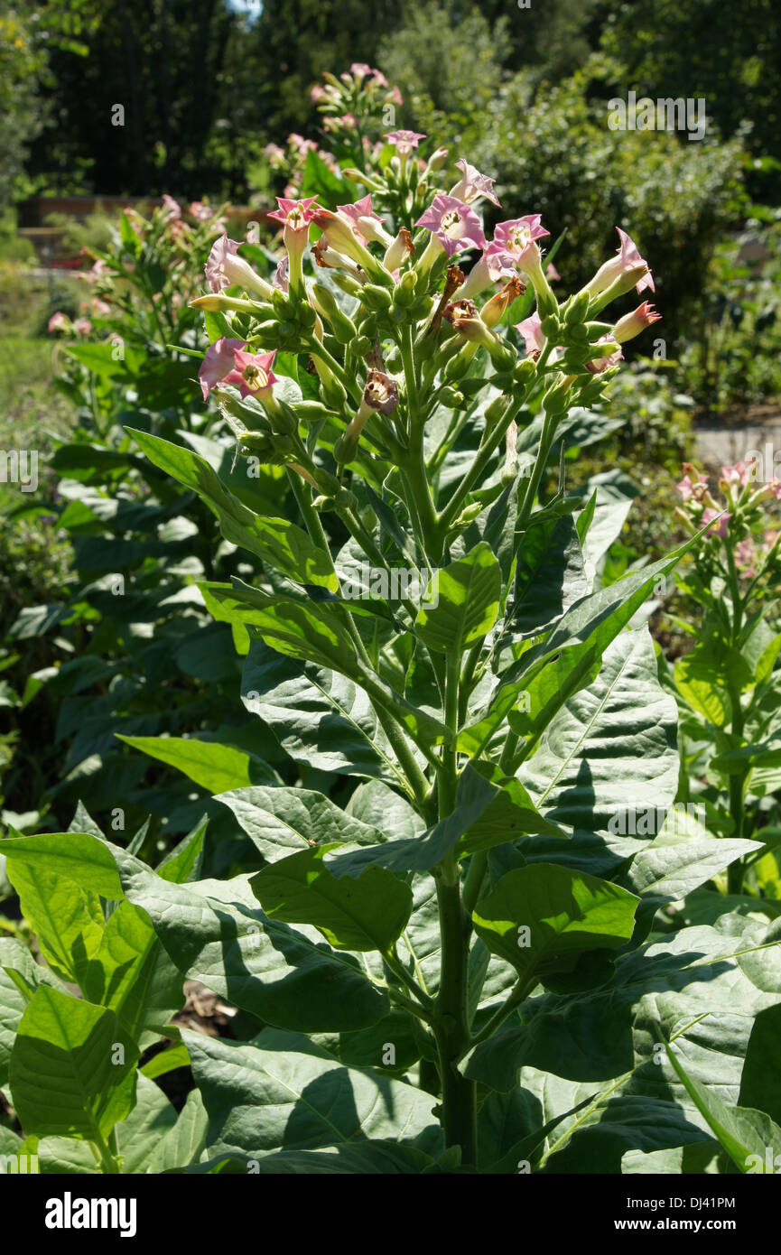 Nicotiana tabacum, Tabak, tobacco Stock Photo