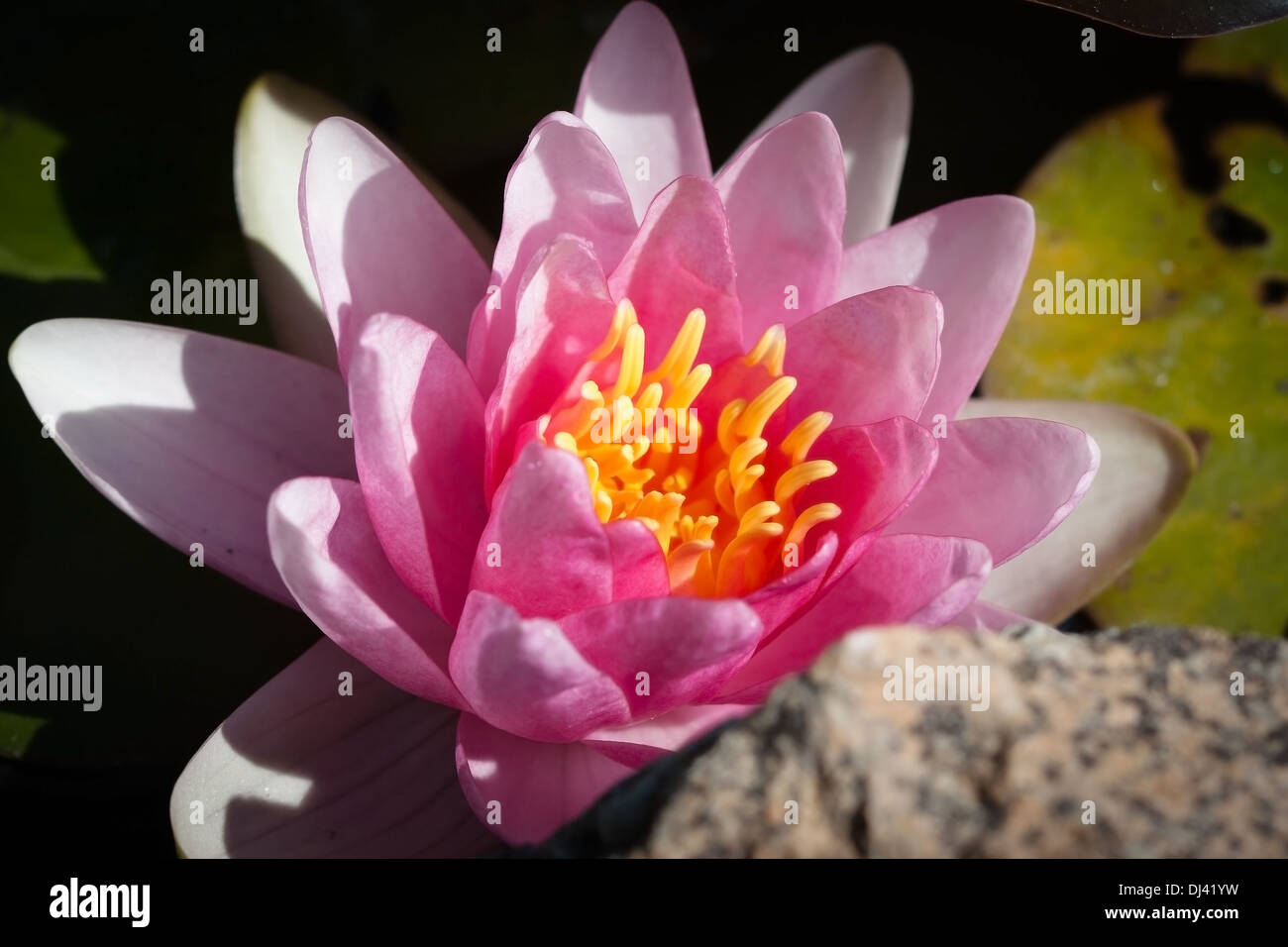 yellow pink water lily bloom Stock Photo