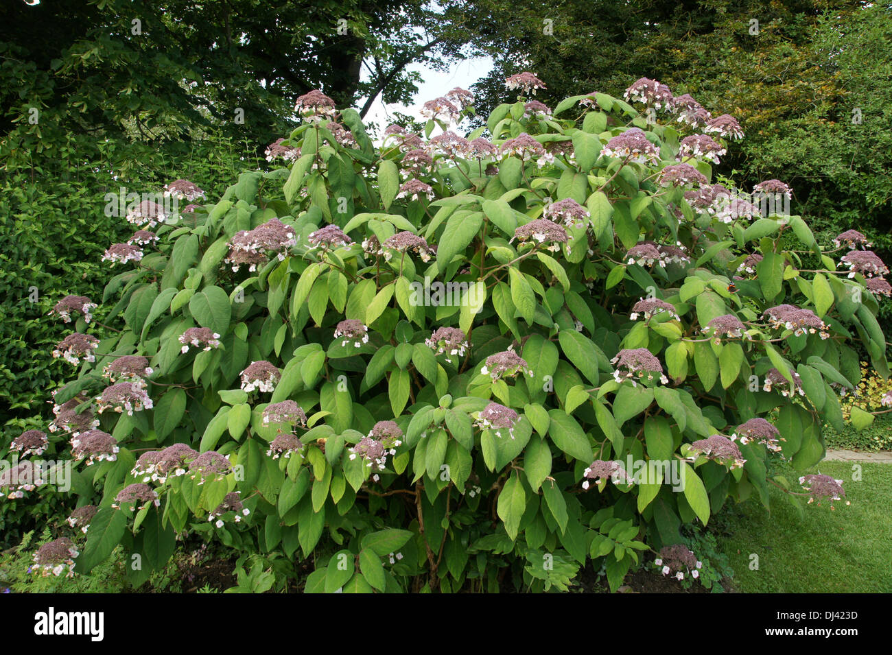 Hydrangea aspera, Samthortensie, hortensia Stock Photo