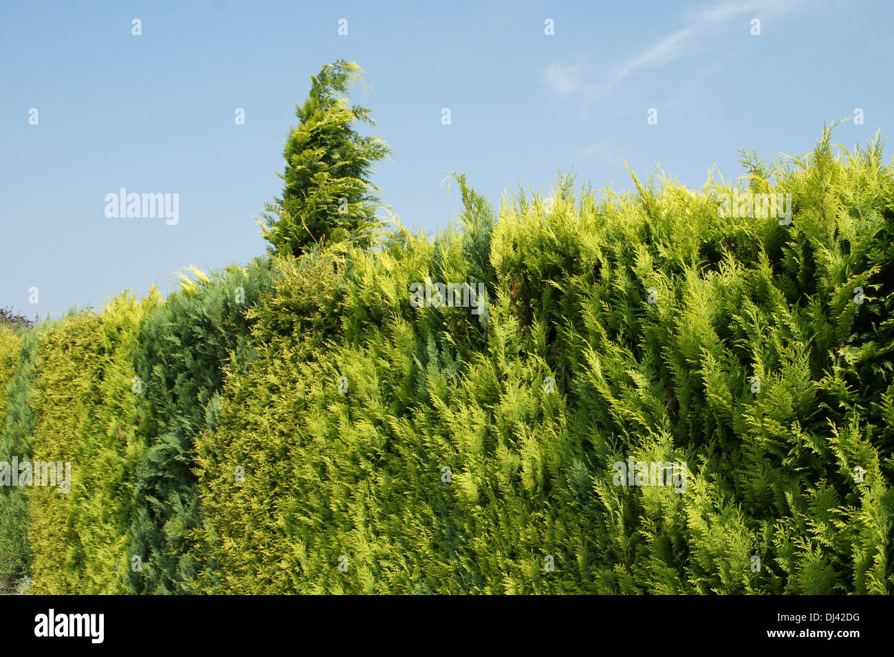 Cypresses Stock Photo