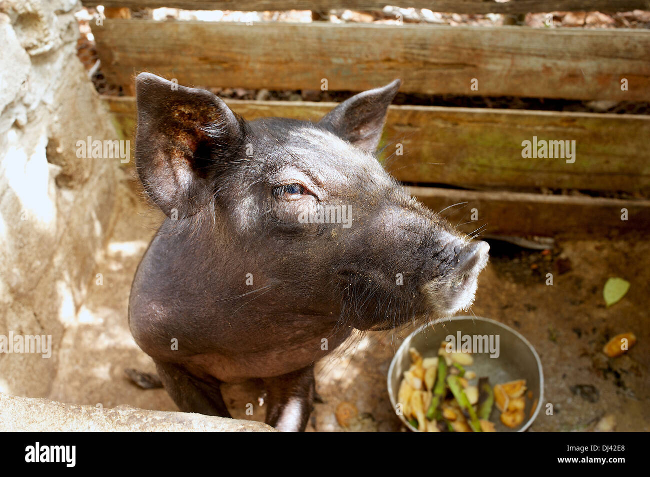 Pig in a pen, Gibara, Cuba Stock Photo