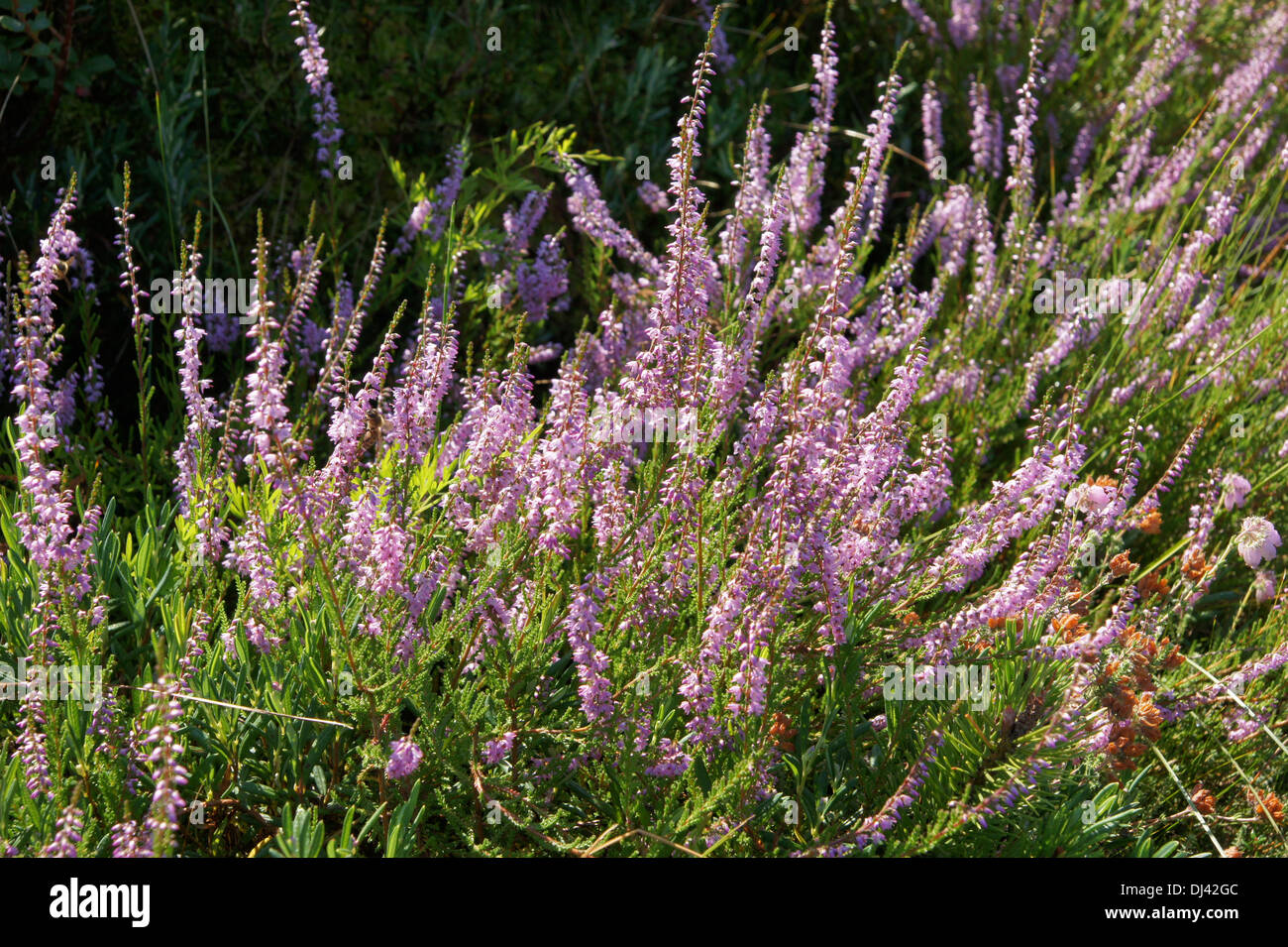 Calluna vulgaris, Sommerheide, heather Stock Photo