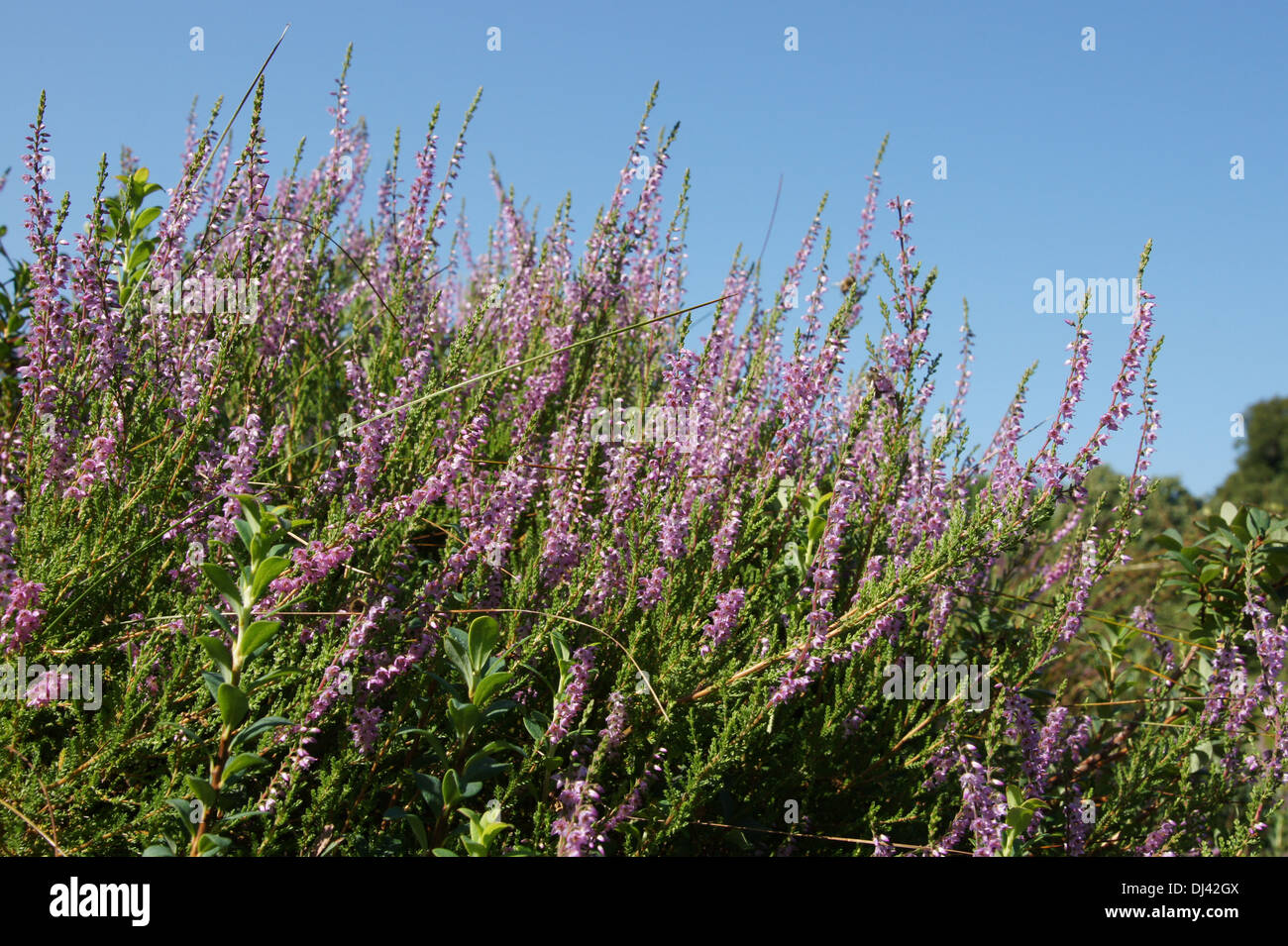 Calluna vulgaris, Sommerheide, heather Stock Photo