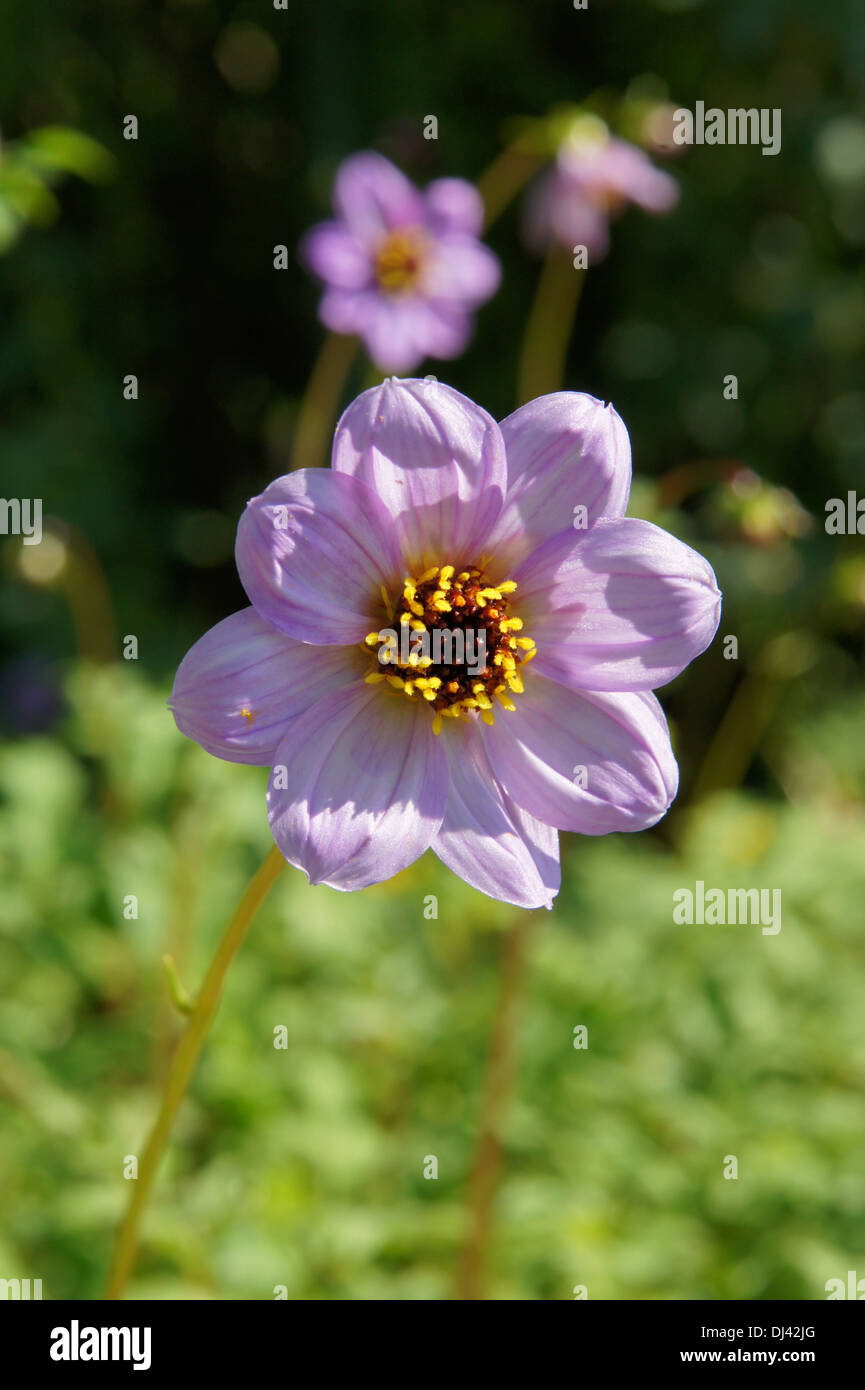 Dahlia merckii, Mercks Dahlie Stock Photo - Alamy