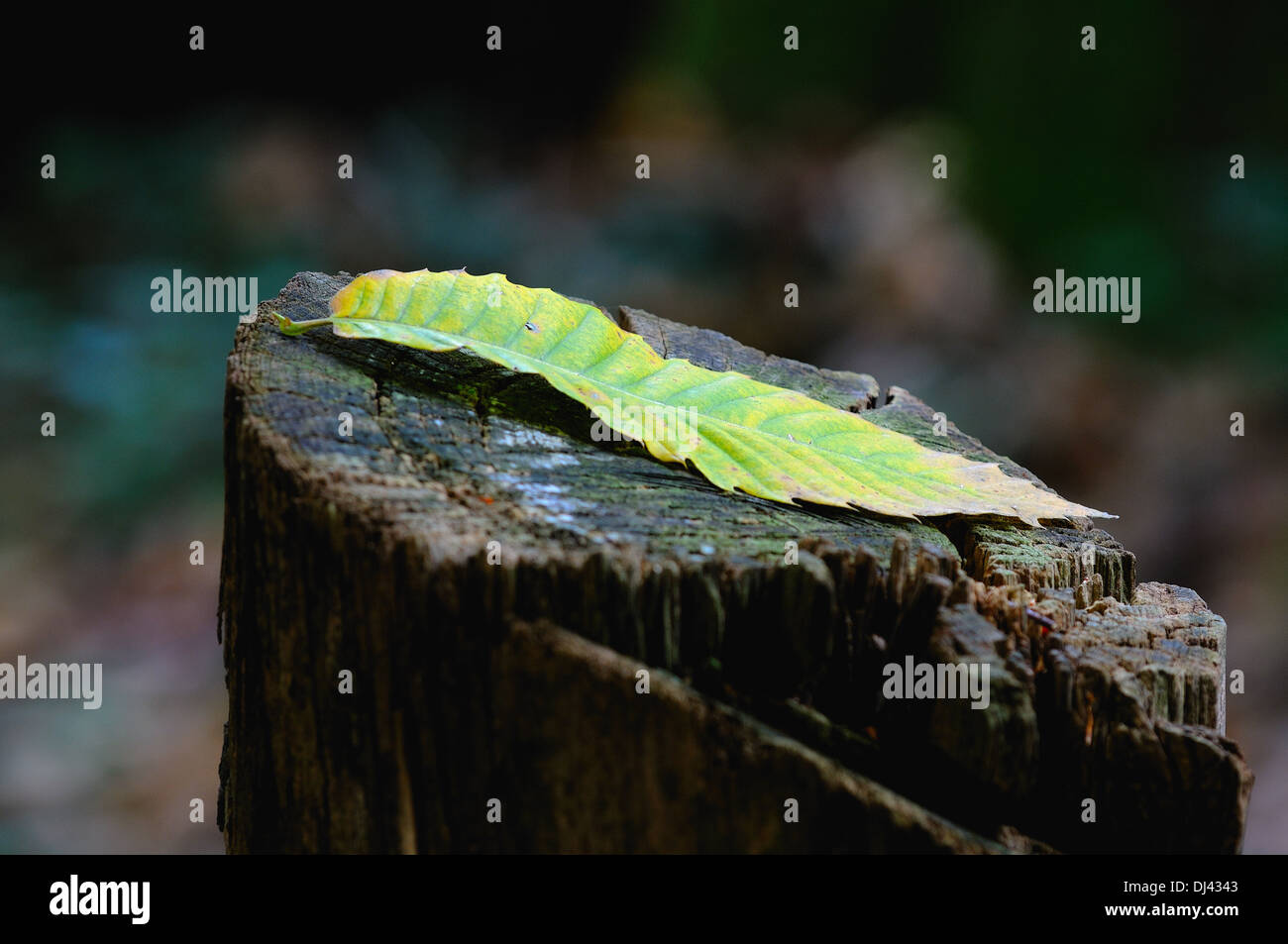 Chestnut leaf lying on the tree trunk Stock Photo