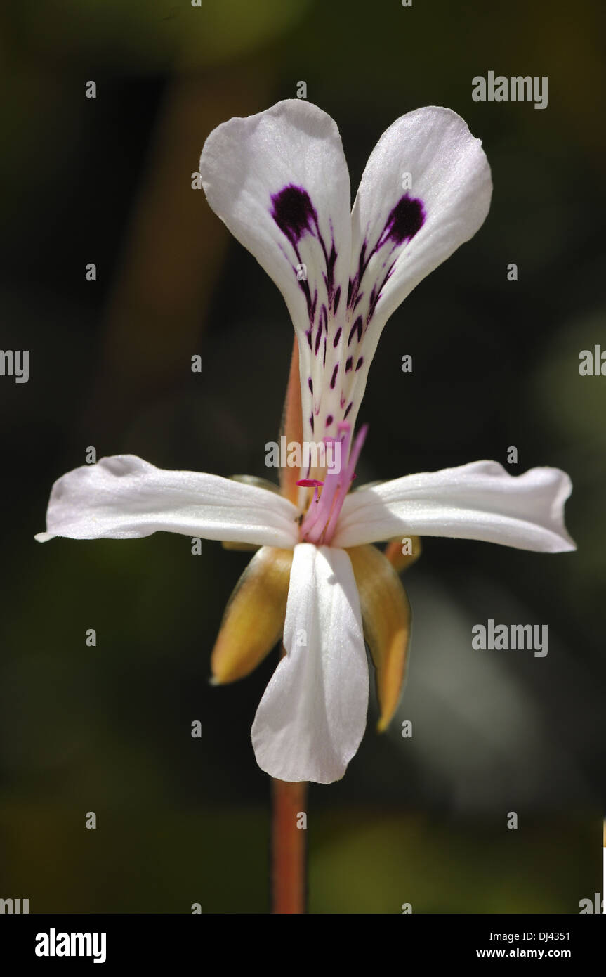 Single flower of Pelargonium spinosum Stock Photo