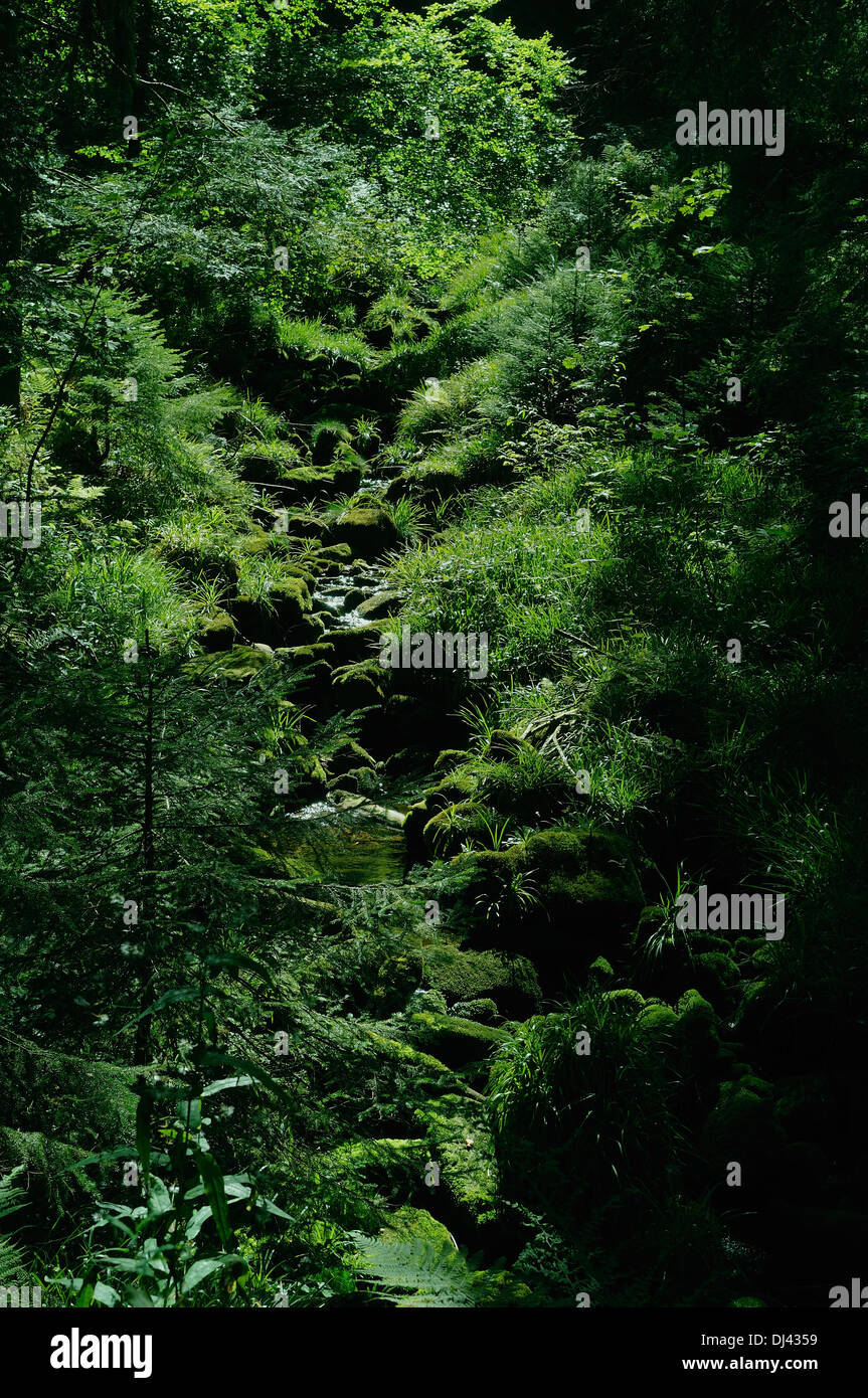 Creek in the dark shady forest Stock Photo