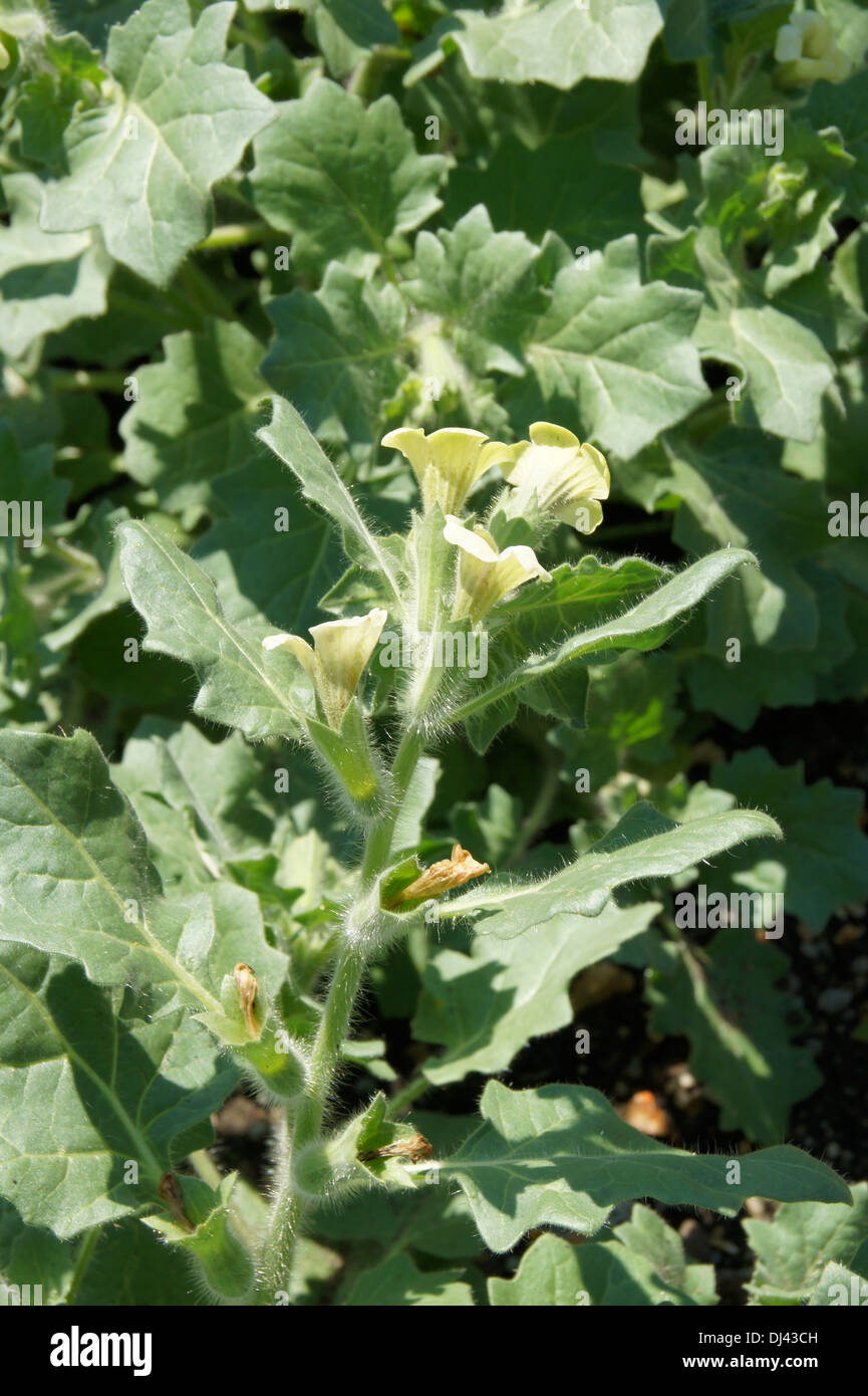 white-henbane-stock-photo-alamy
